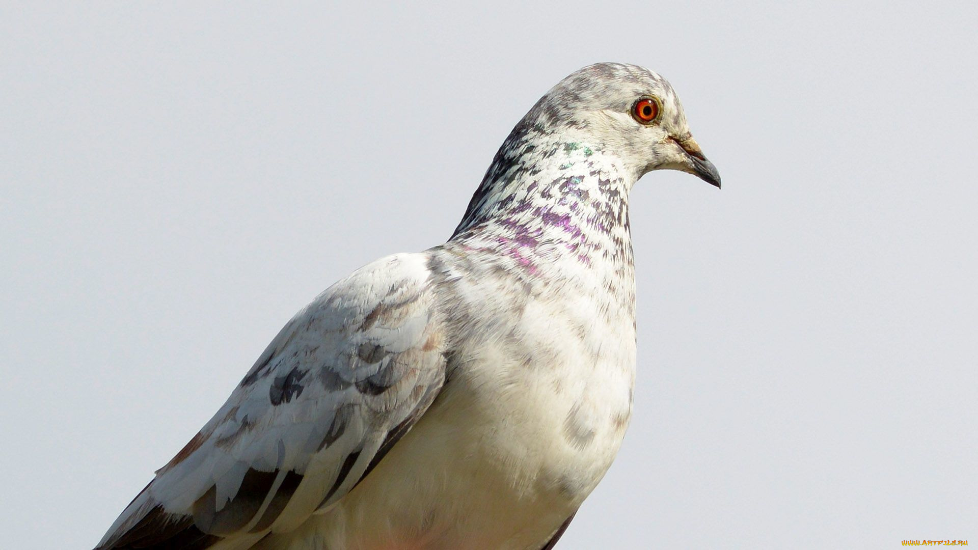 животные, голуби, голубь, глаз, клюв