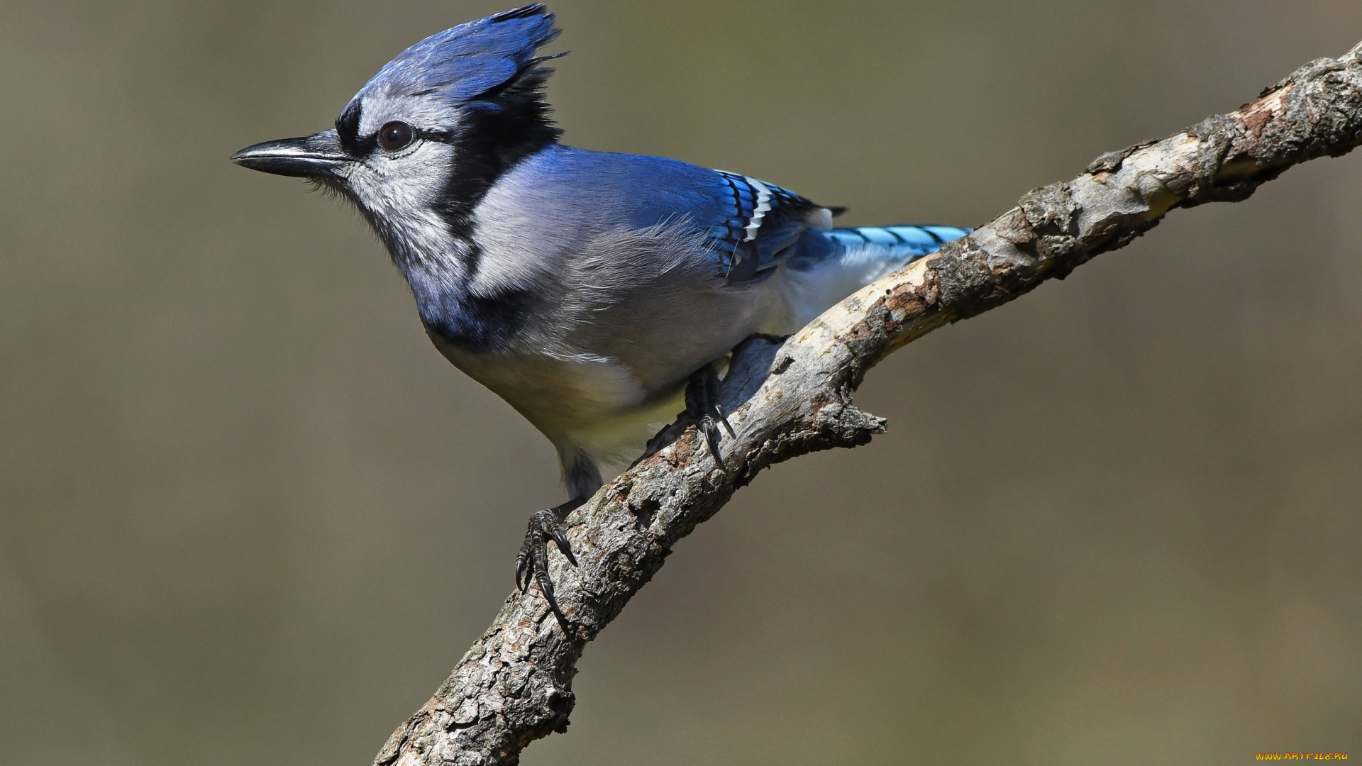 животные, кардиналы, птица, синяя, ветка, фон