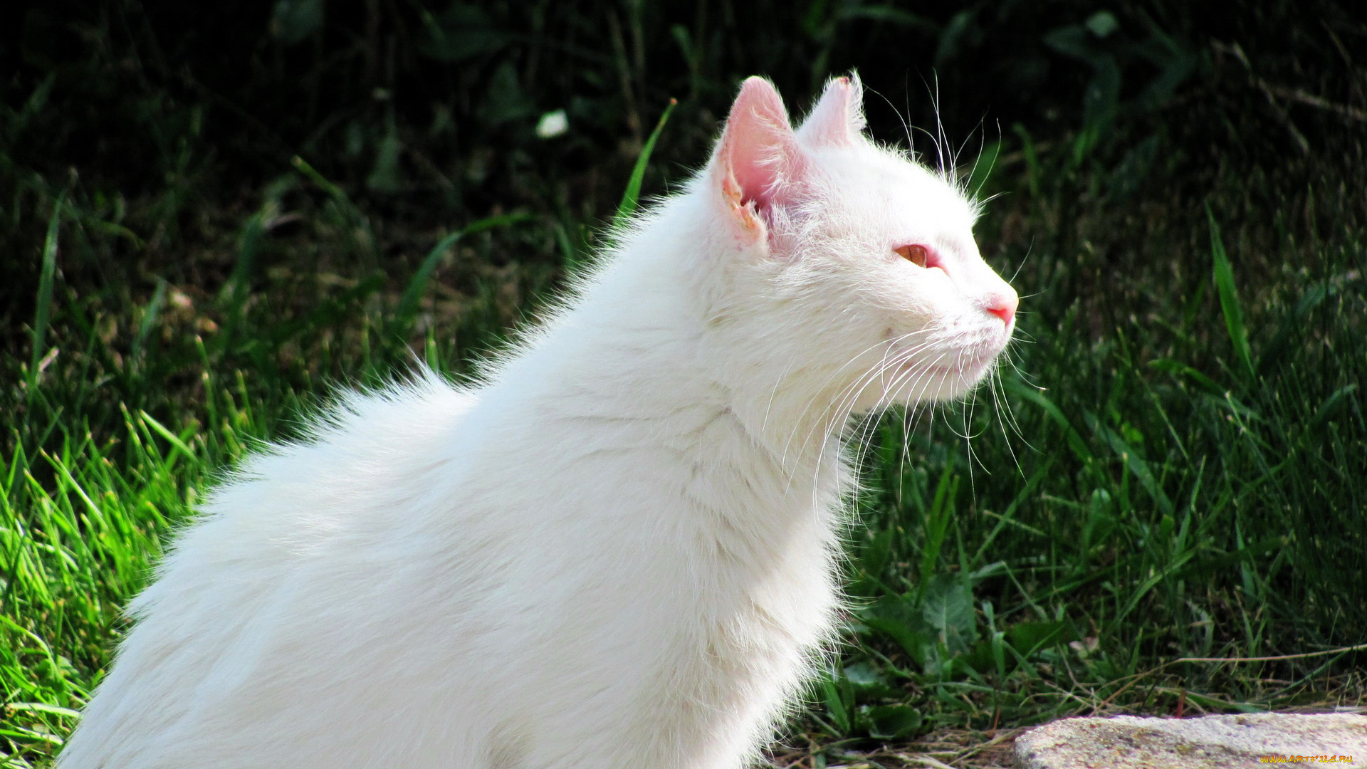 животные, коты, белый