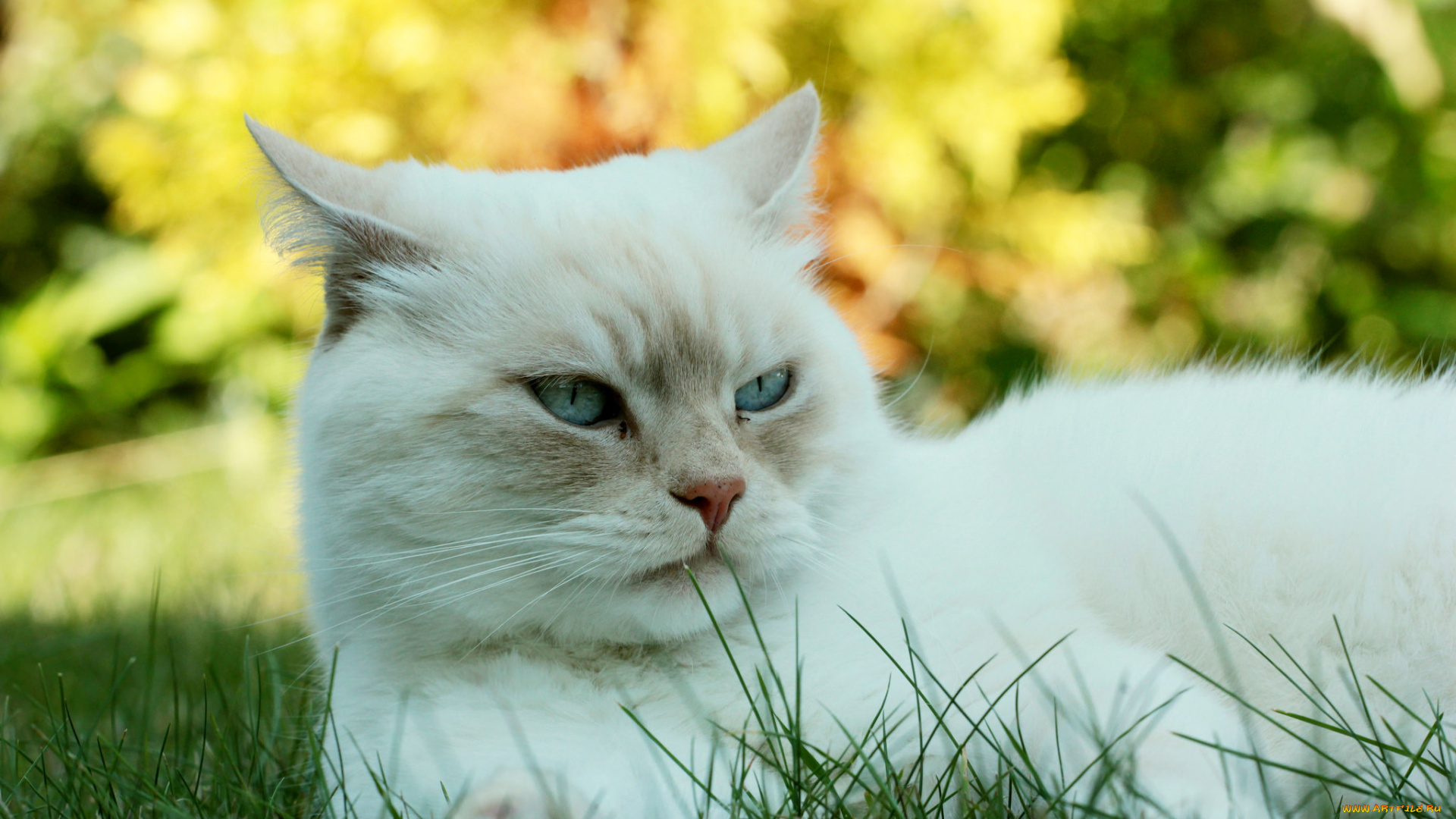 животные, коты, киса, кот, кошка, луг