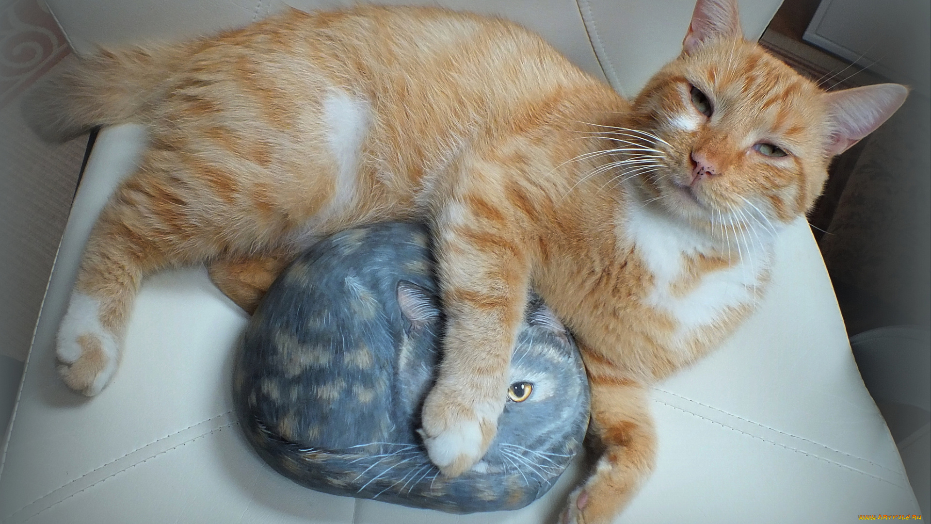 животные, коты, киса, кот, взгляд, камень, рисунок