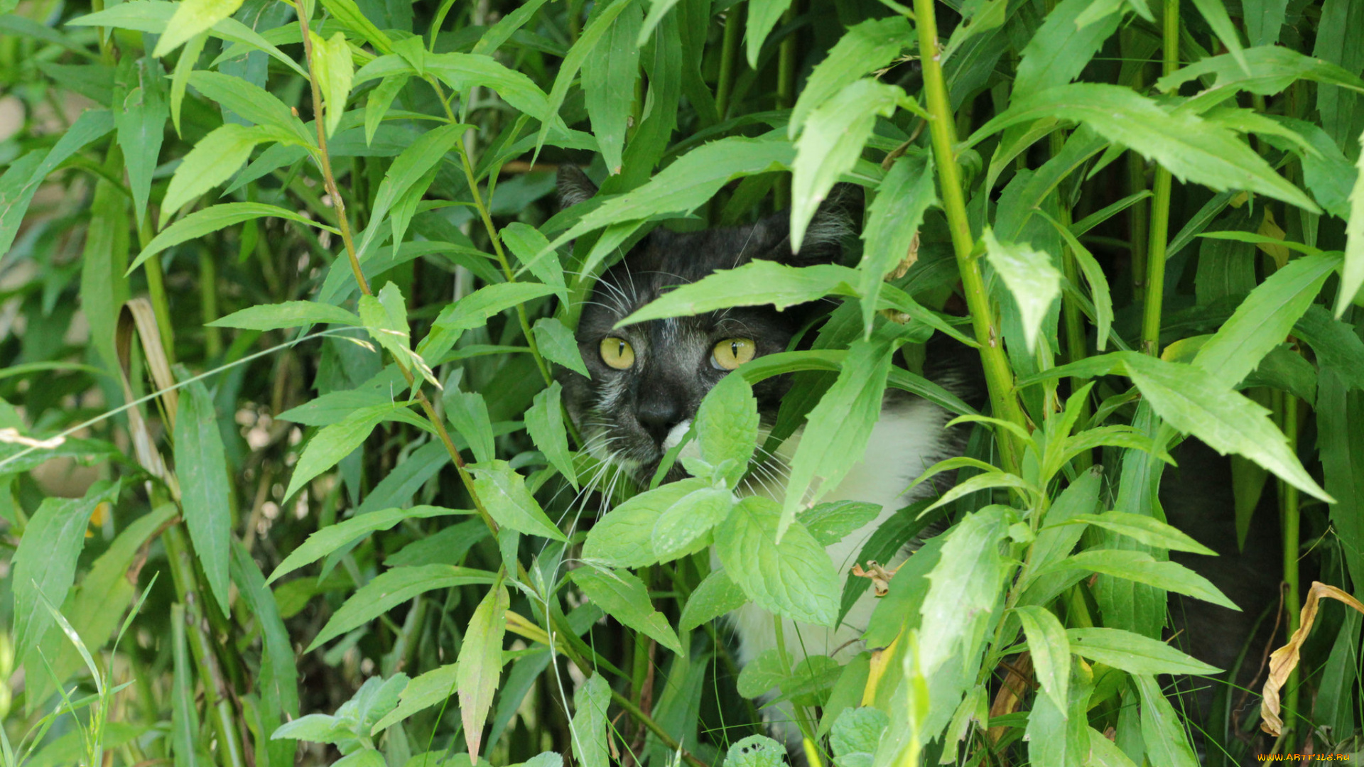 животные, коты, киса, коте, взгляд, усы, ушки, трава