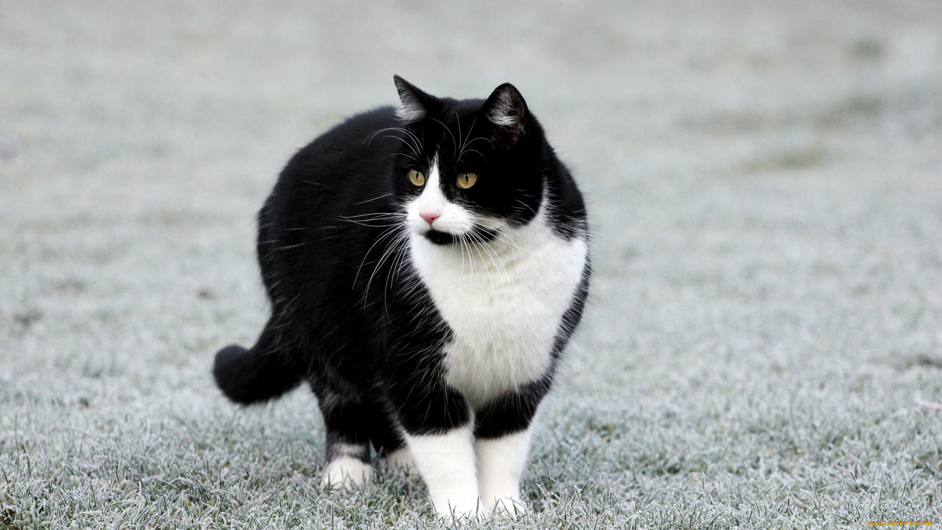 животные, коты, киса, коте, взгляд, усы, ушки, трава