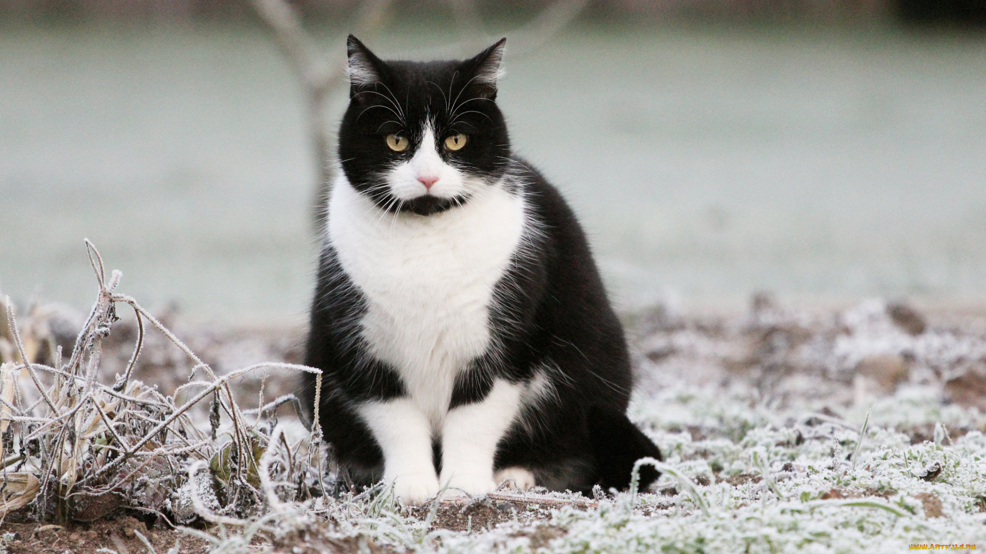 животные, коты, киса, коте, взгляд, усы, ушки