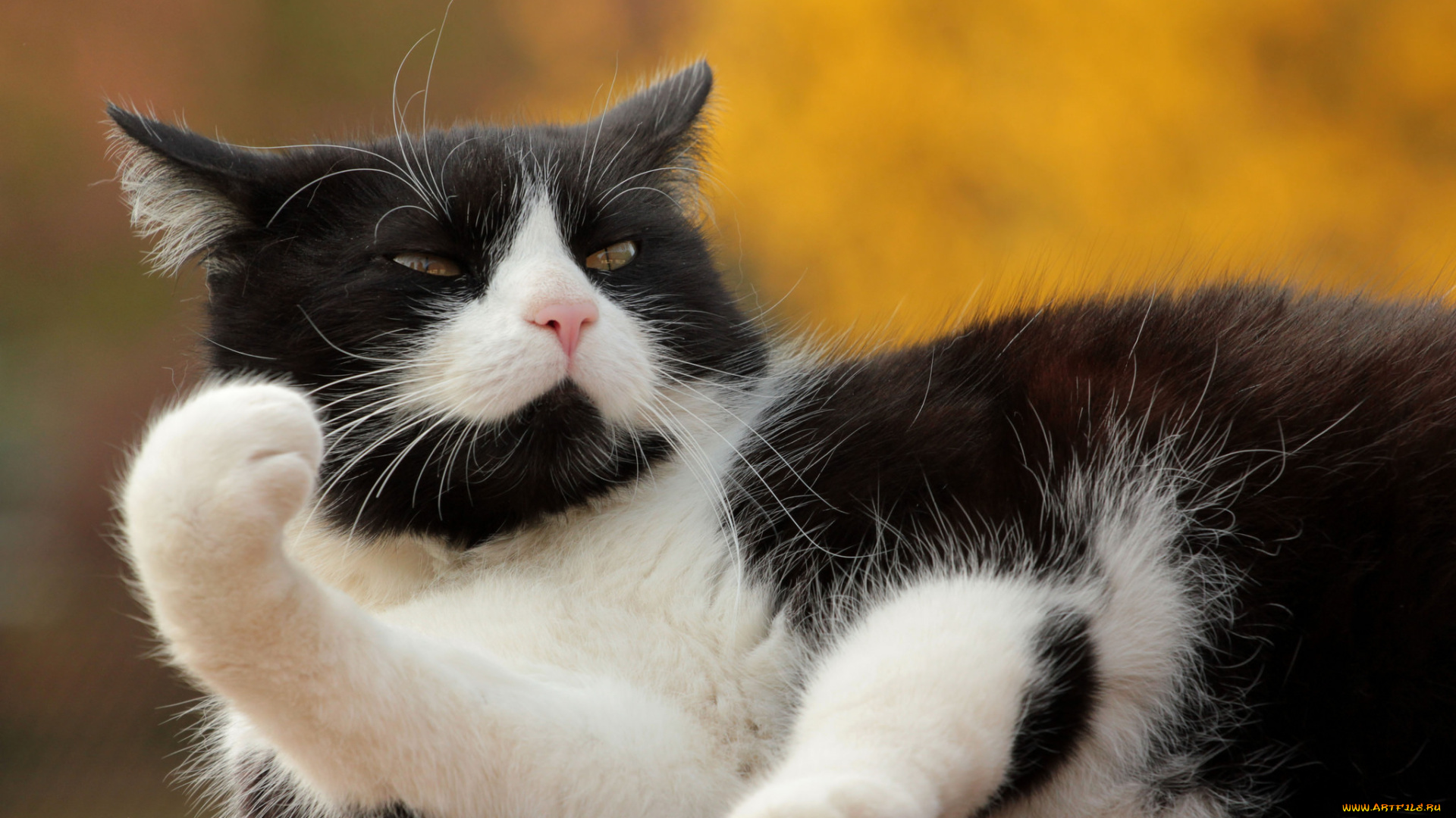 животные, коты, киса, коте, взгляд, усы, ушки