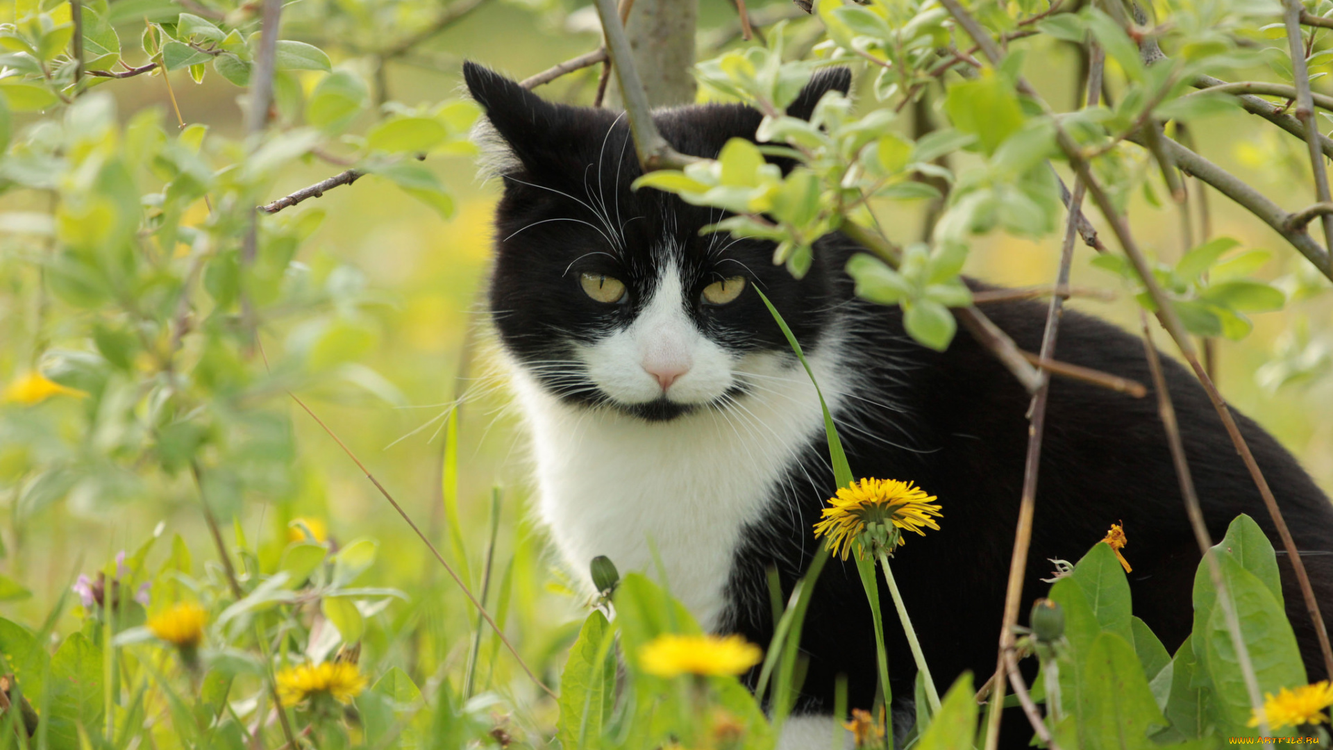 животные, коты, киса, коте, взгляд, усы, ушки, луг, одуванчики