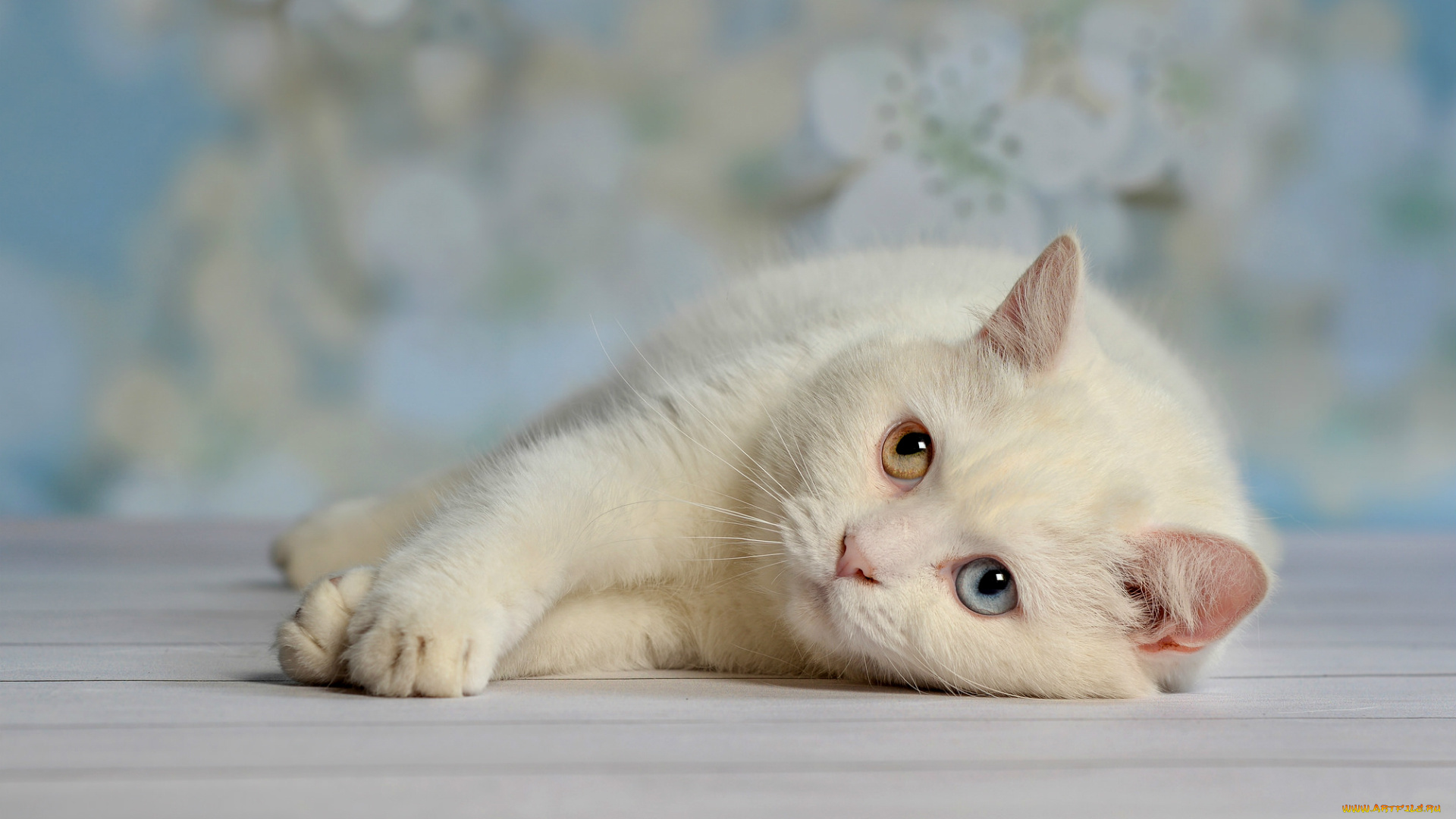 животные, коты, кот, белый, глаза, отдых, лень