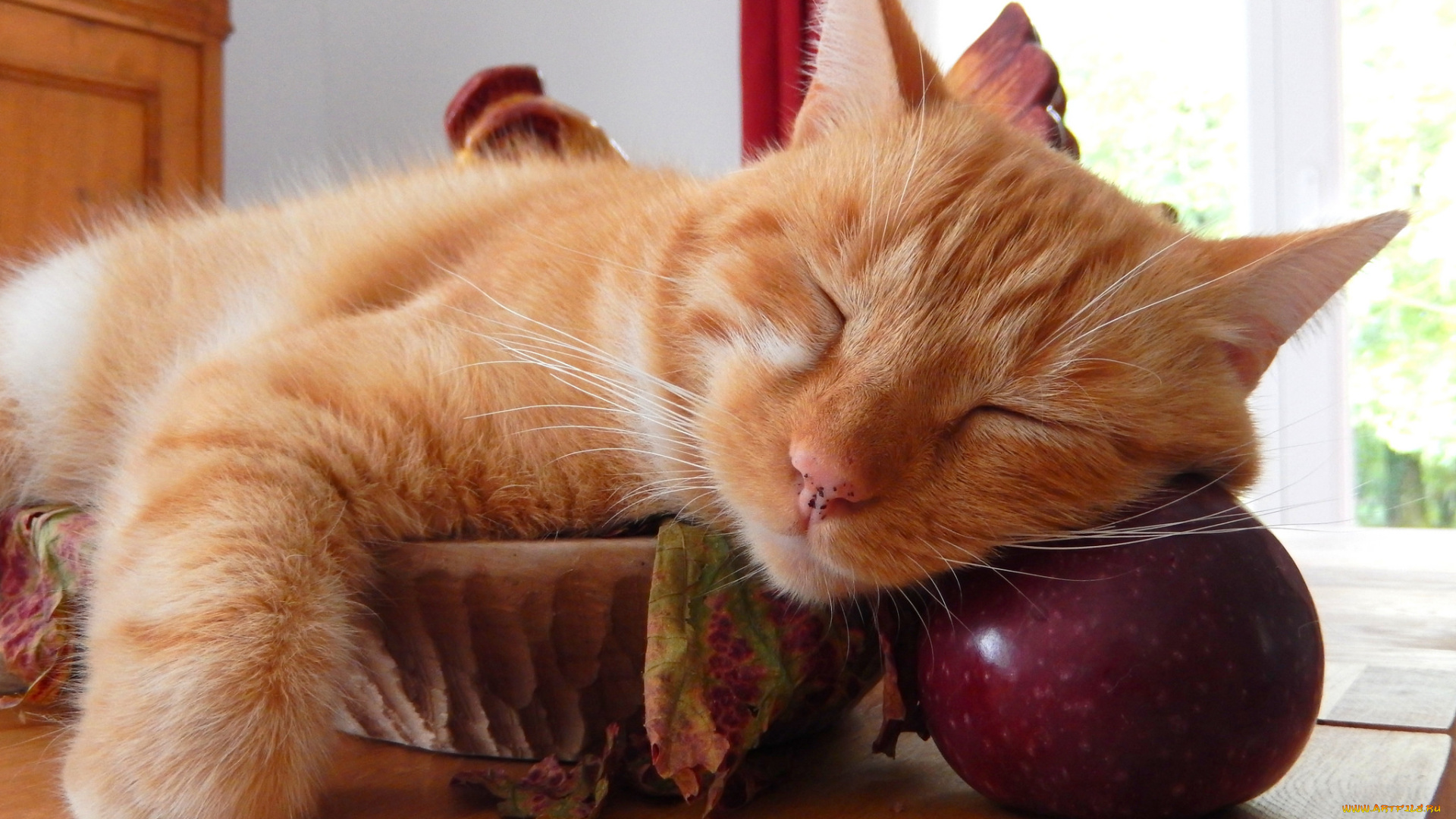 животные, коты, кот, кошка, лапки, шерсть, спит, рыжий, ябоко
