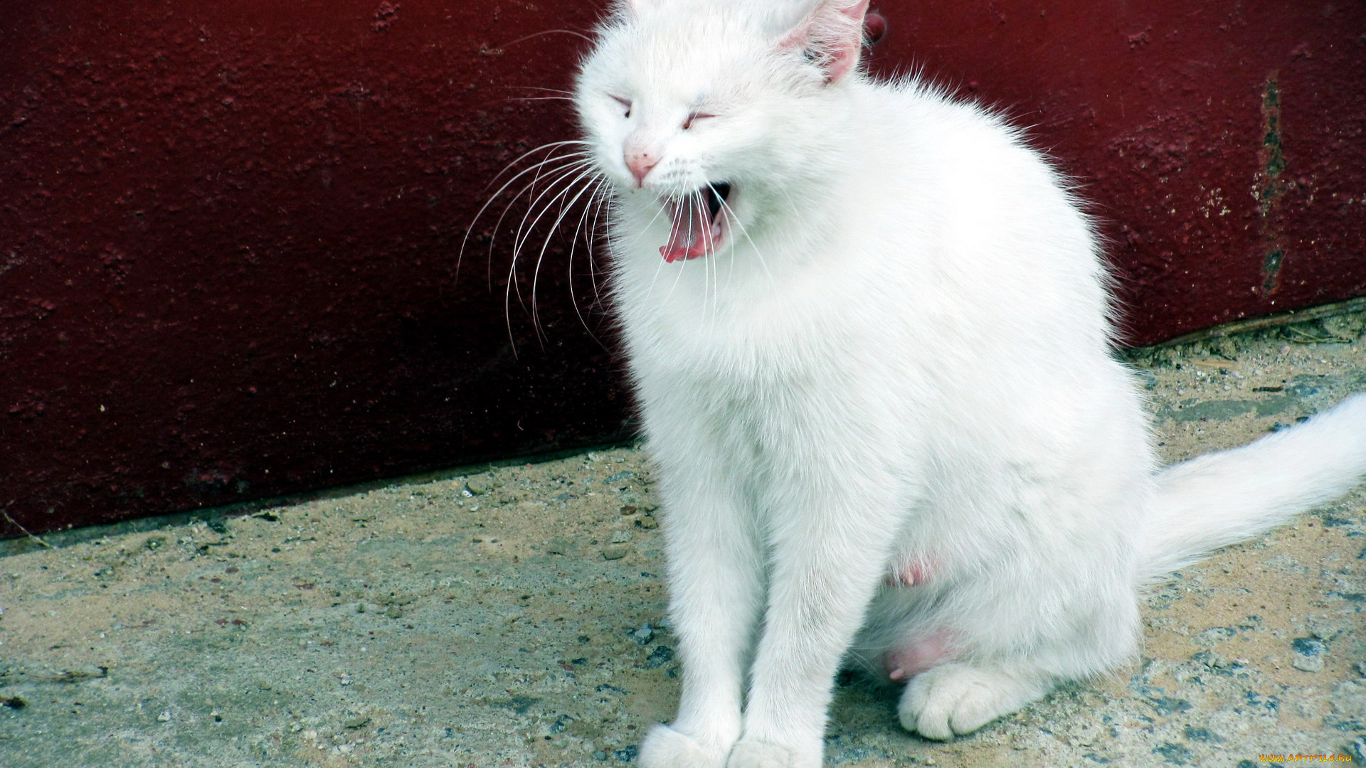 животные, коты, зевок