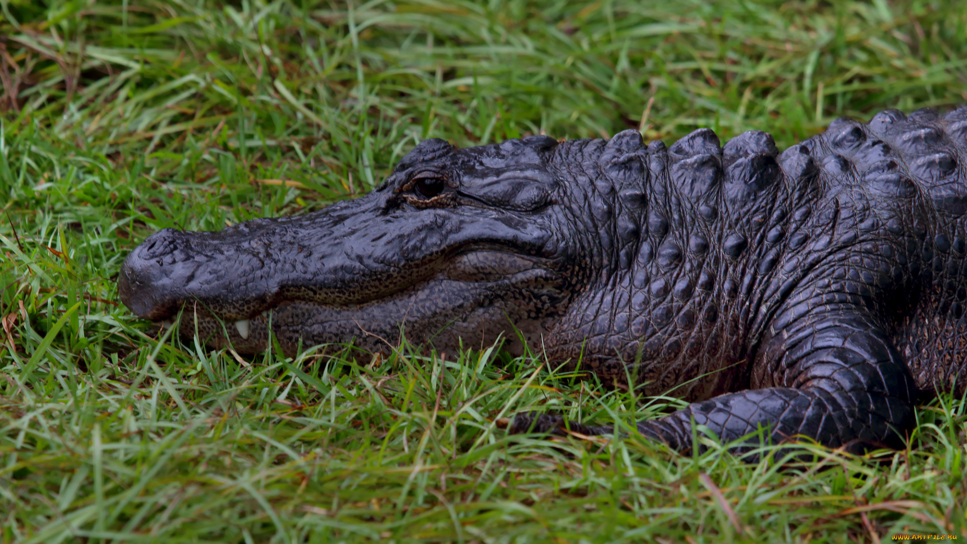 животные, крокодилы, крокодил