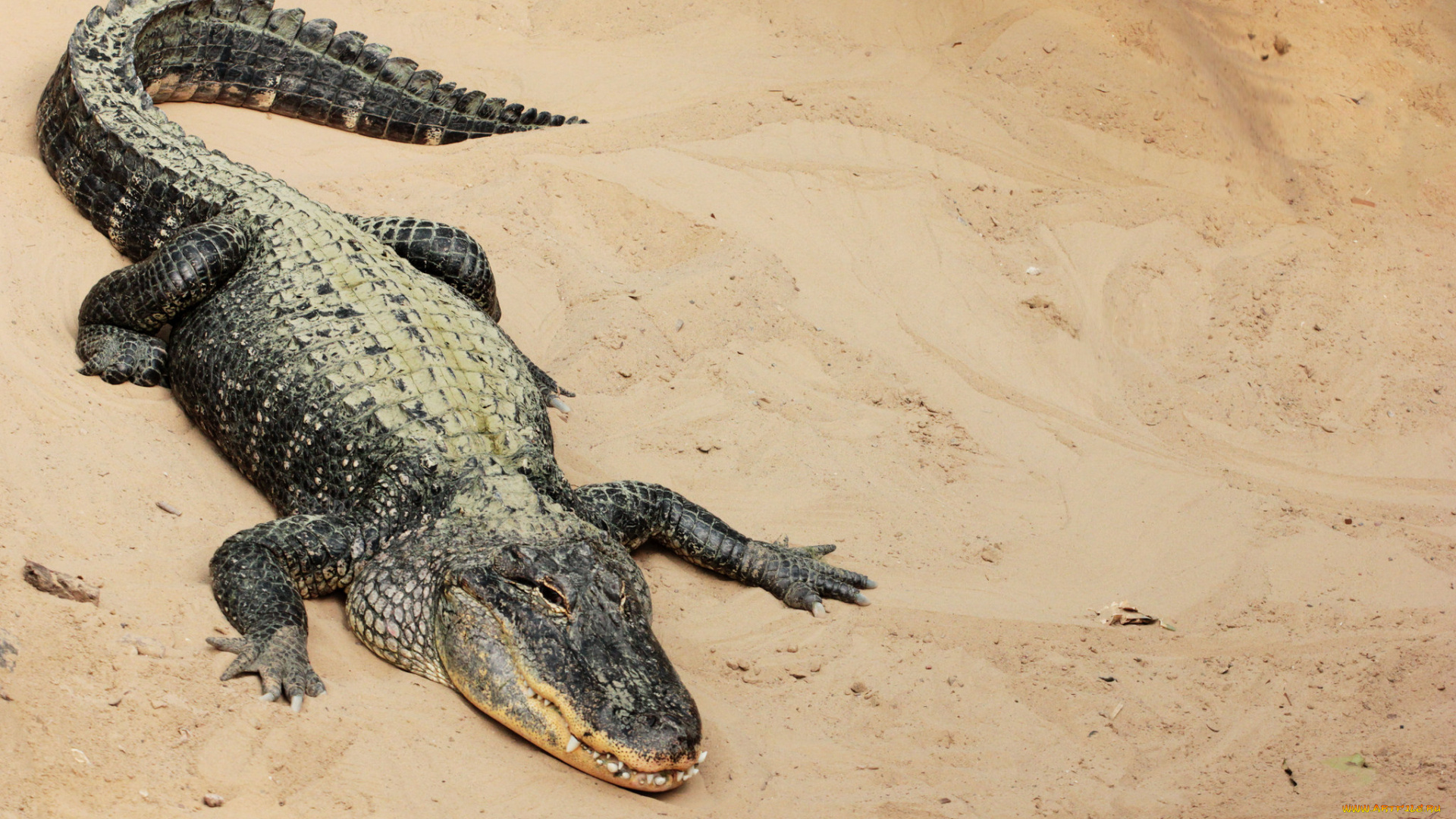животные, крокодилы, песок, крокодил, отдых
