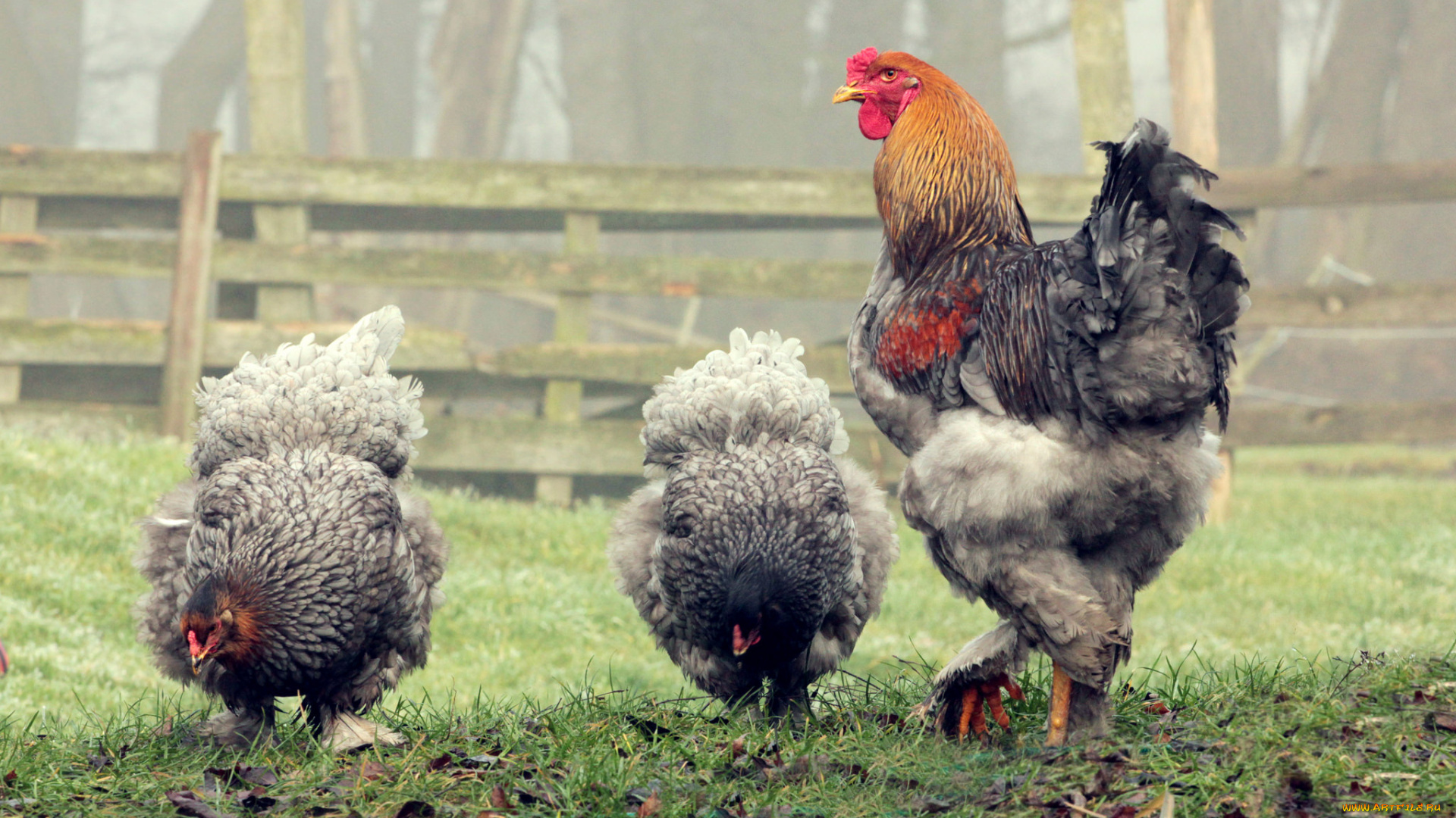 животные, куры, , петухи, петух, луг