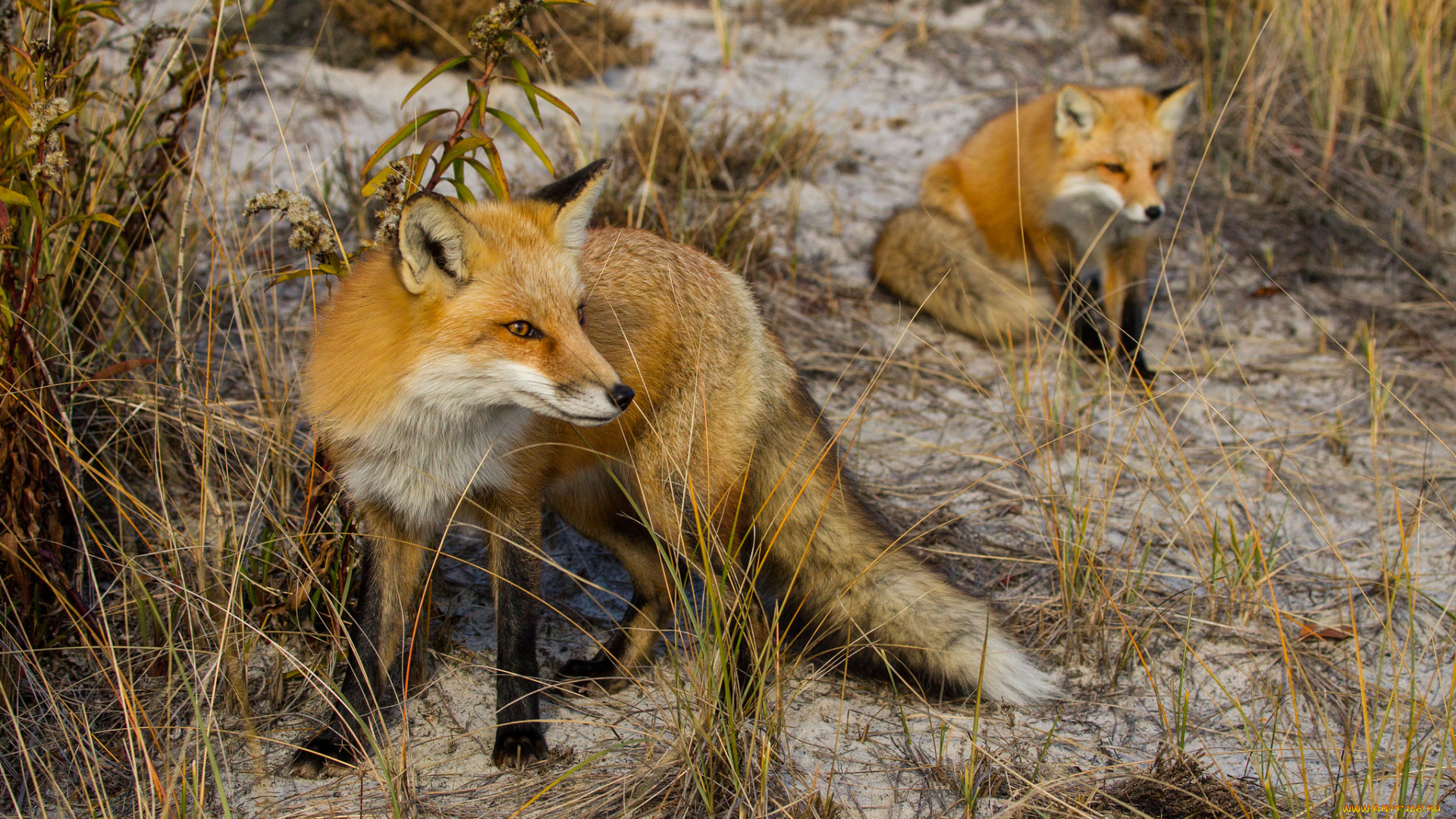 животные, лисы, лисичка