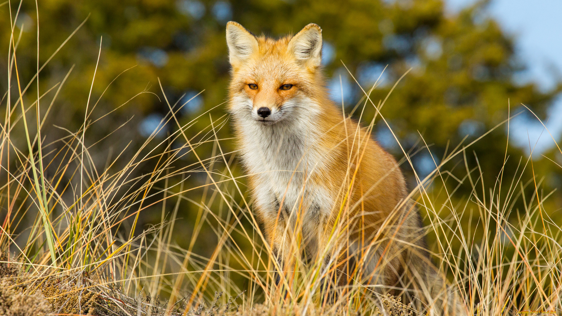 животные, лисы, лисичка