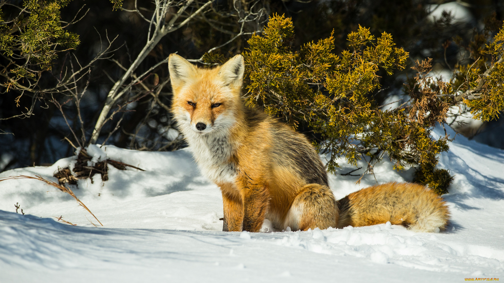 животные, лисы, лисичка