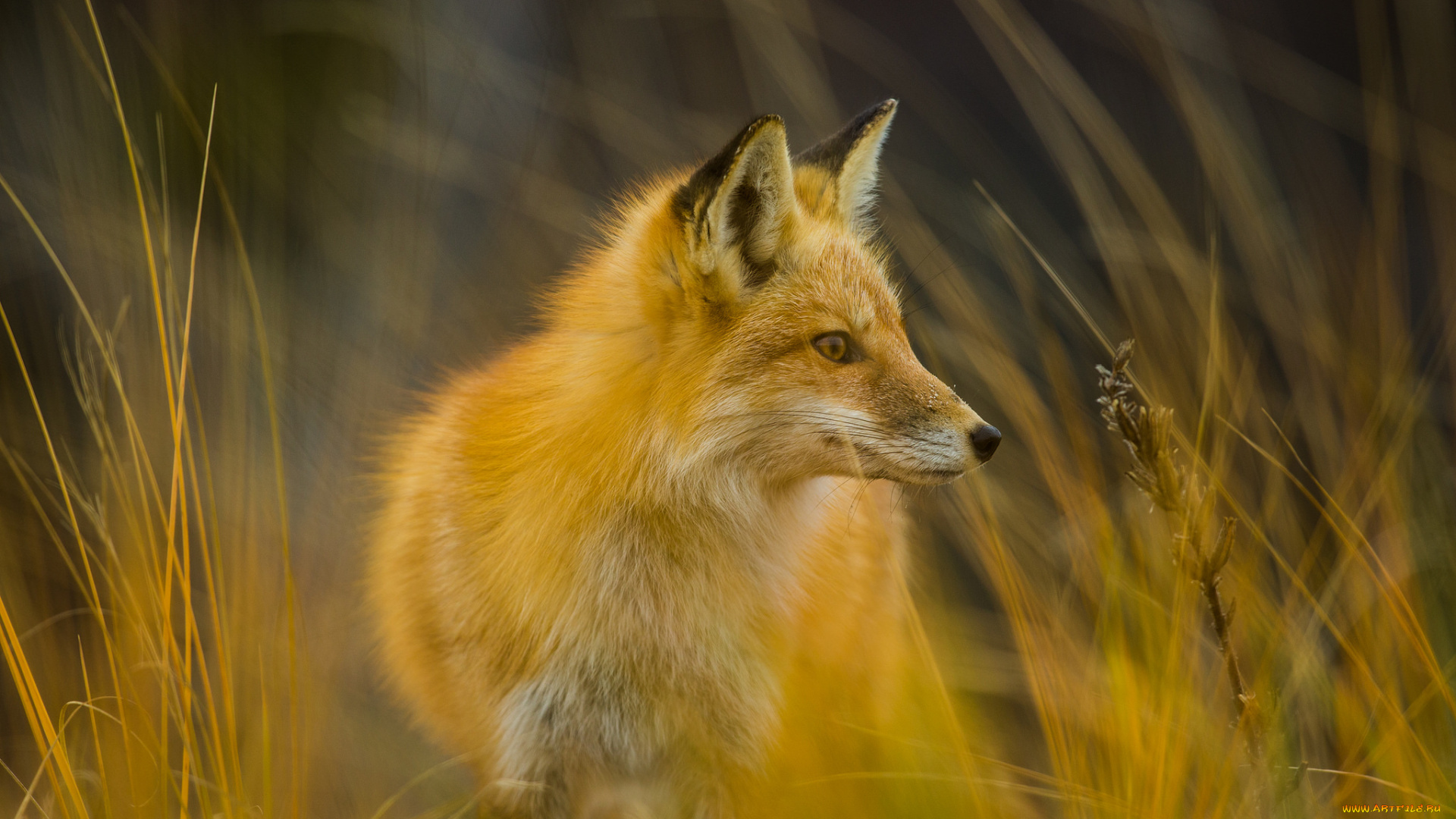 животные, лисы, лисичка