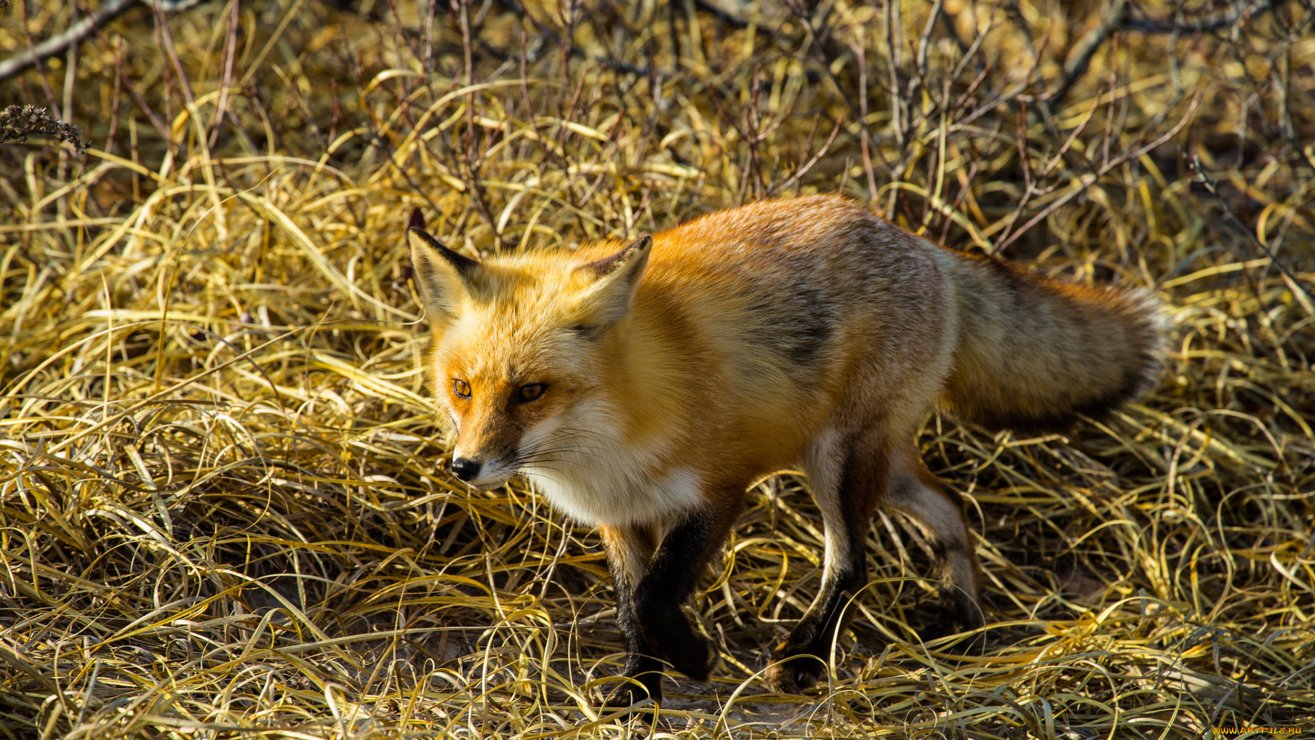 животные, лисы, лисичка