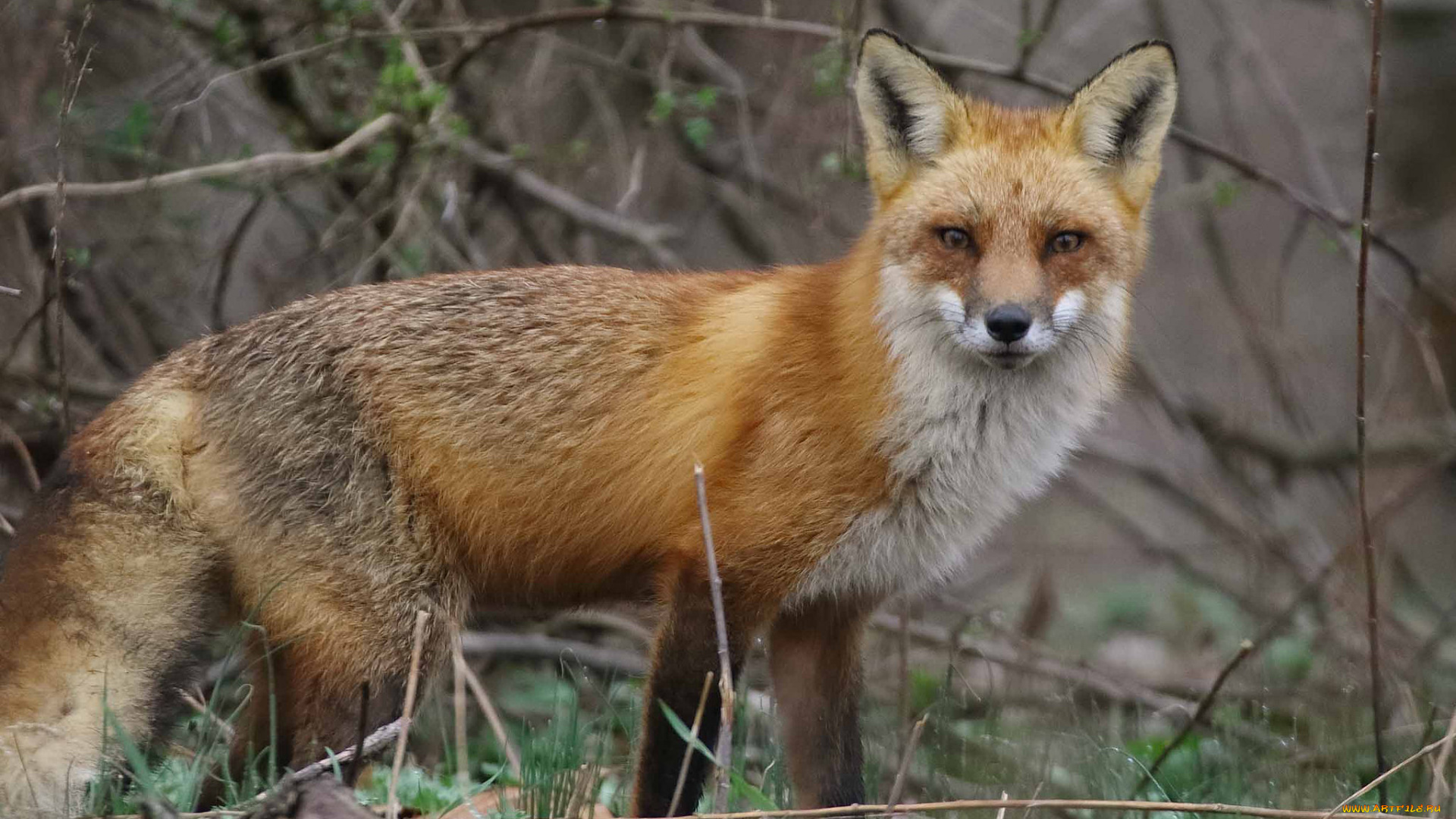 животные, лисы, лисичка