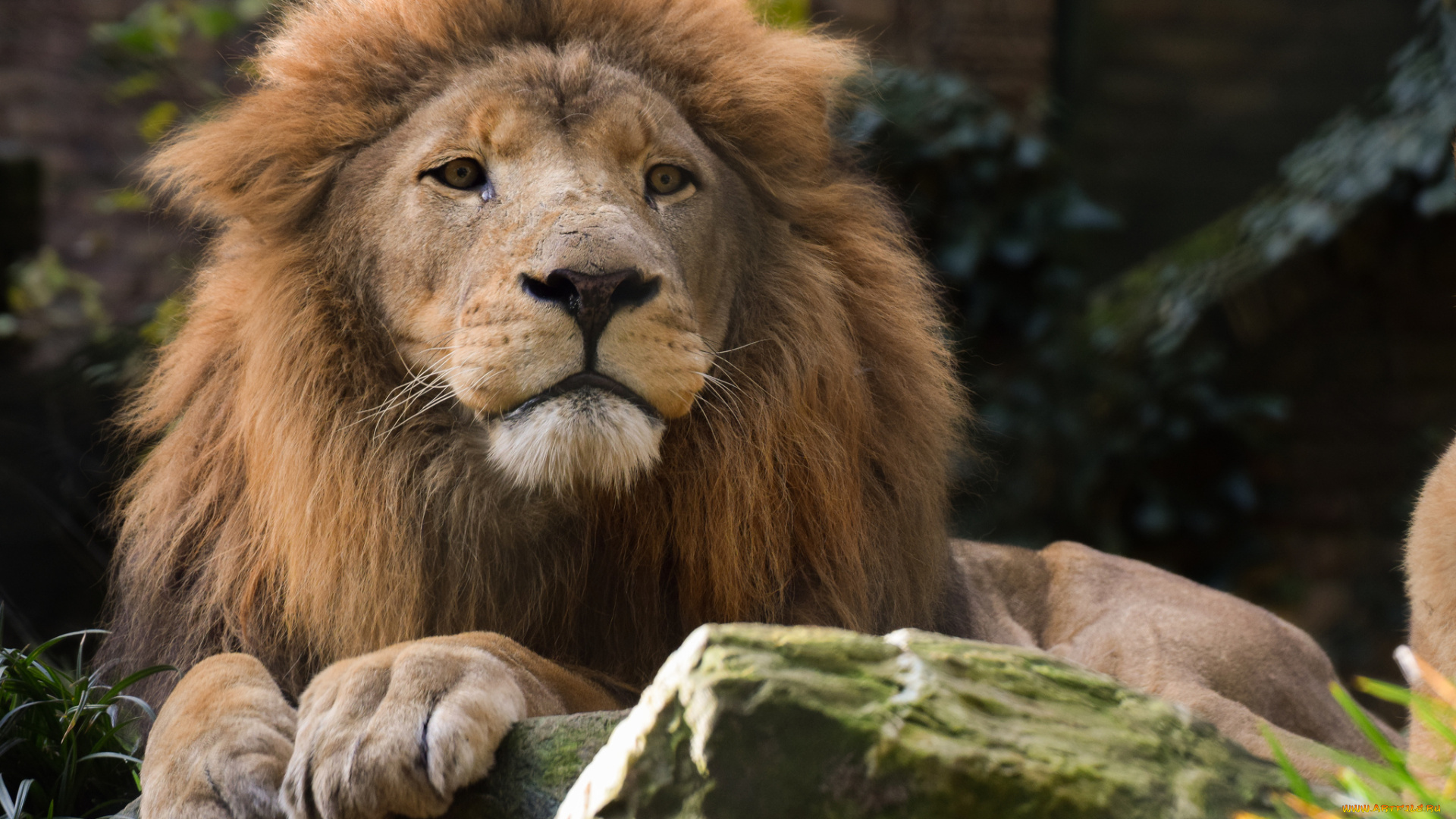 животные, львы, грива, лев