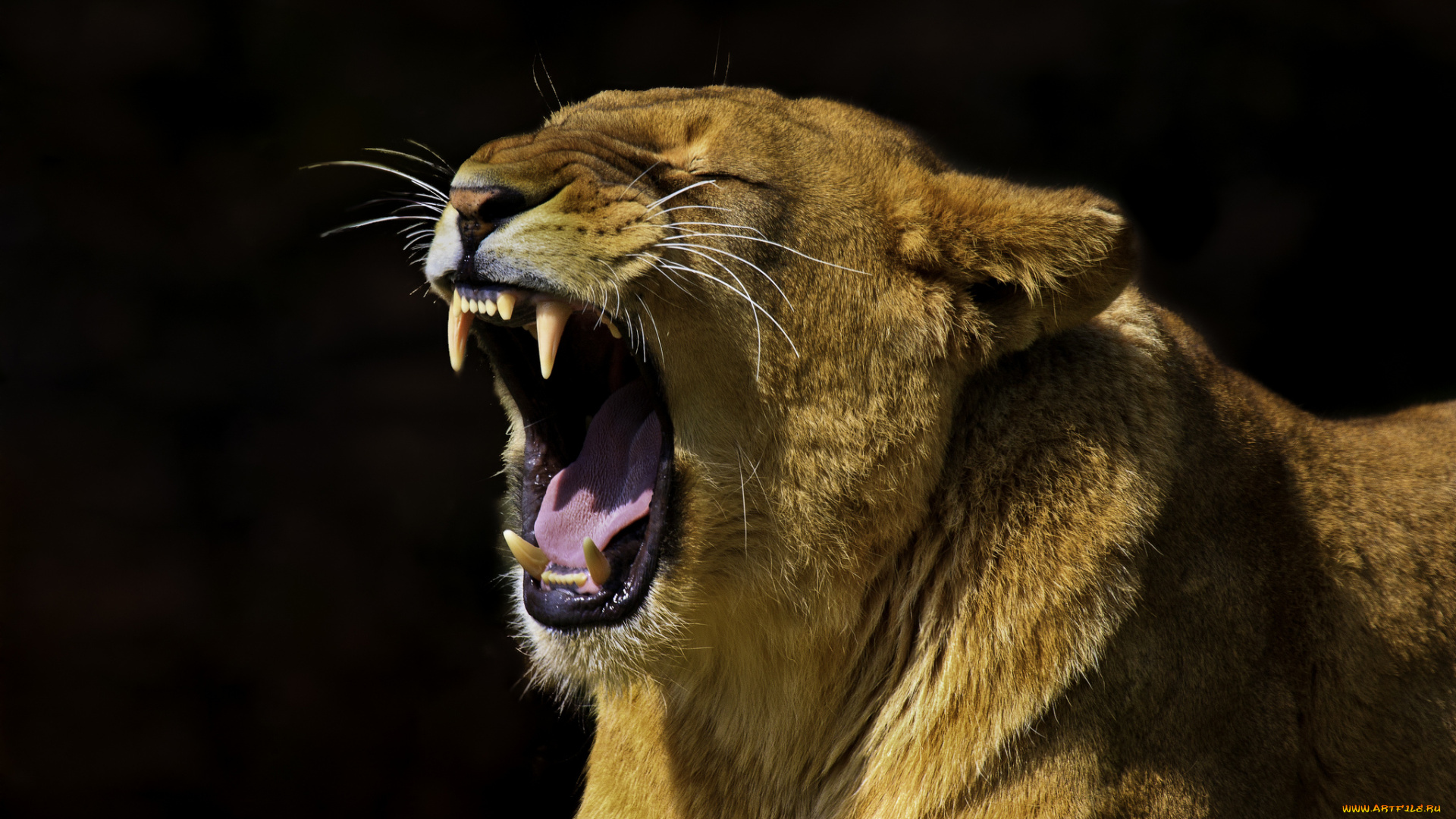 животные, львы, львица