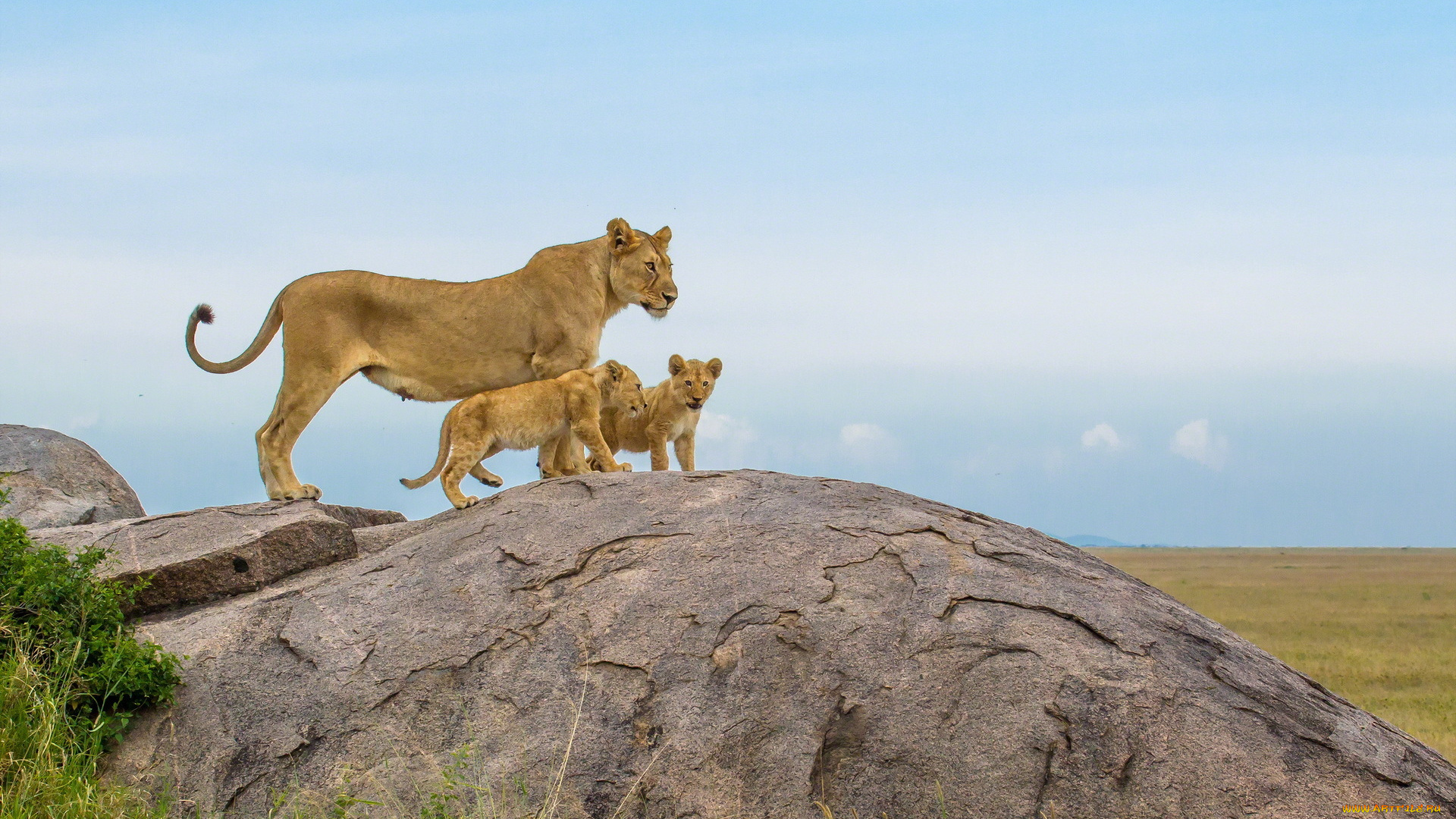 животные, львы, сафари, камень, львята, львица