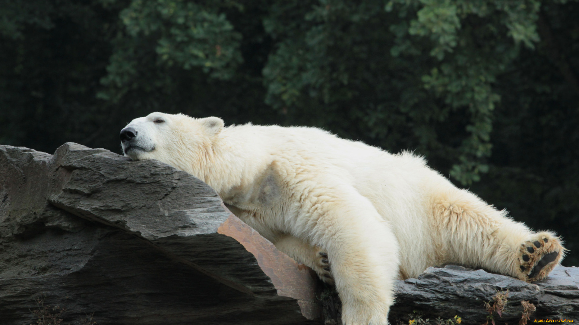 животные, медведи, медведь, белый, отдых