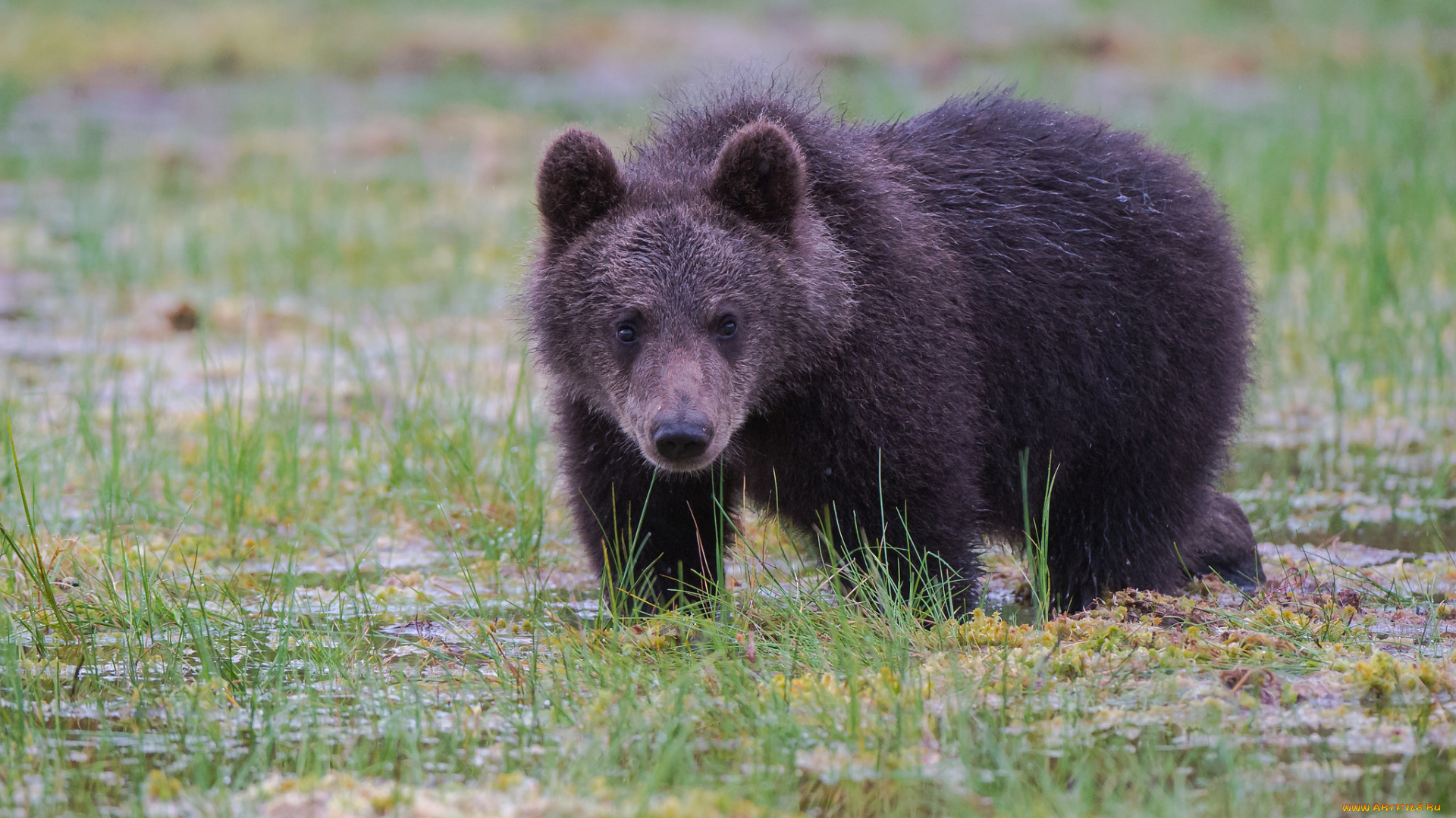 животные, медведи, мишка