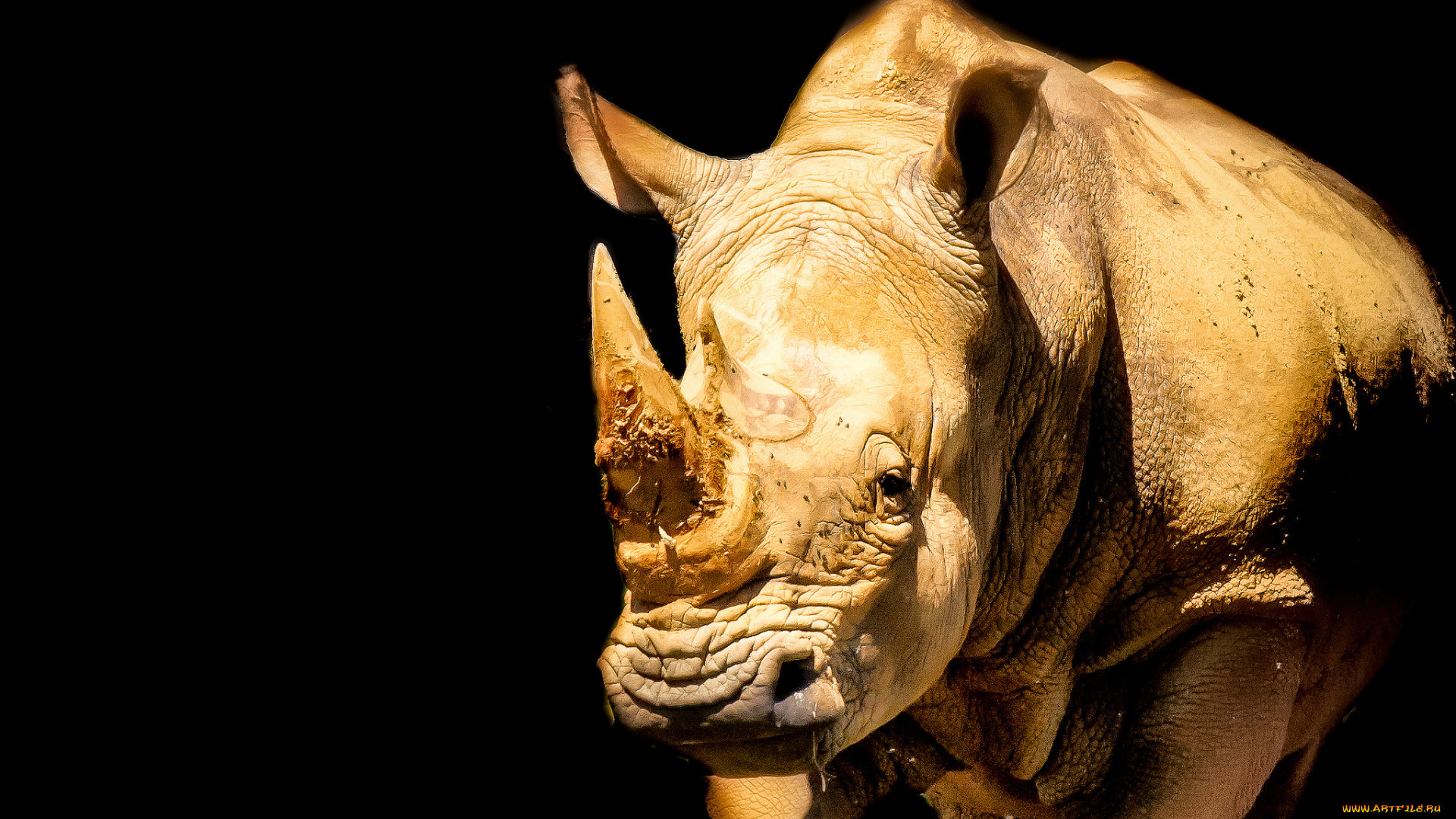 животные, носороги, двурогий, носорог