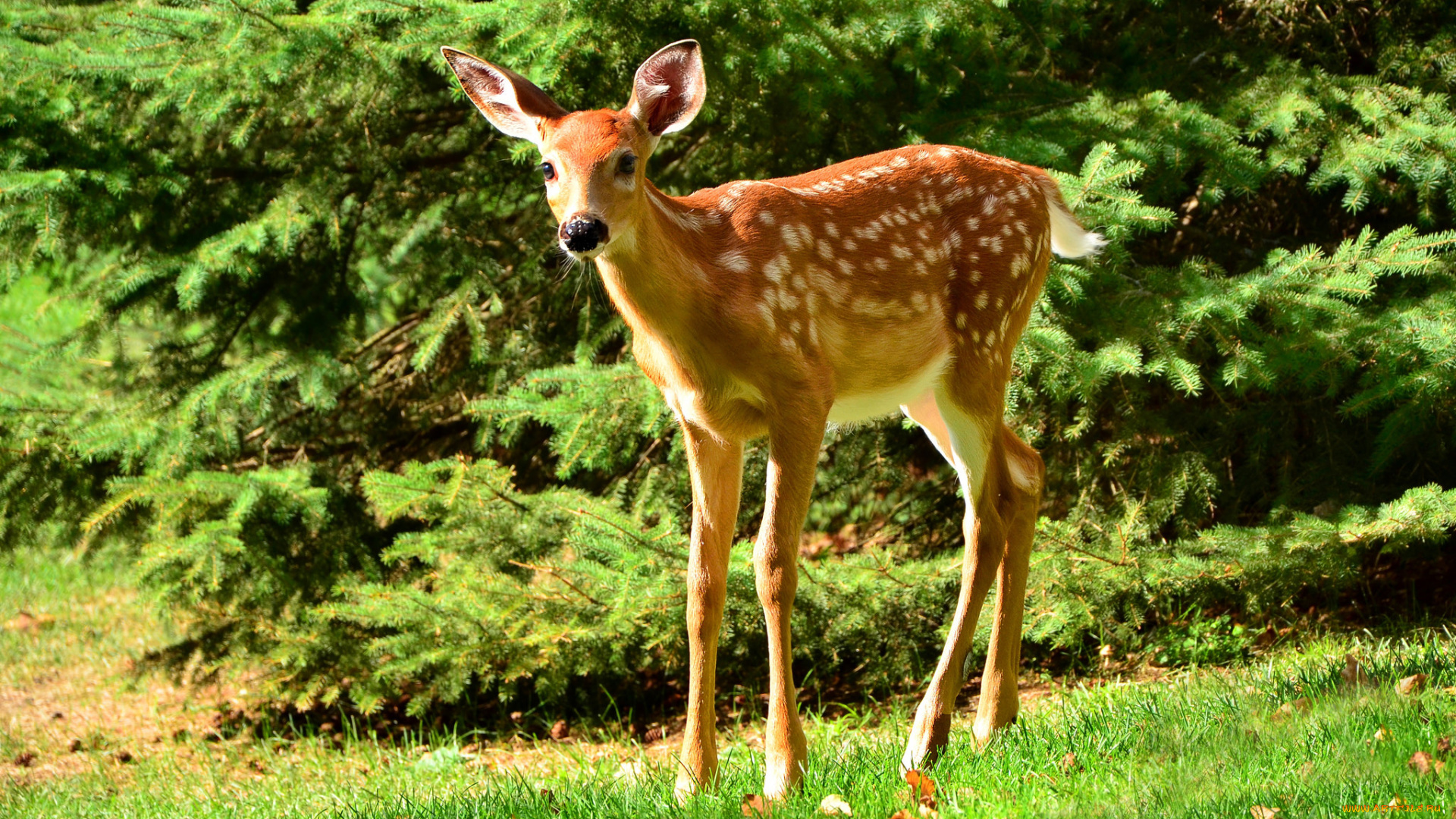 животные, олени, олененок