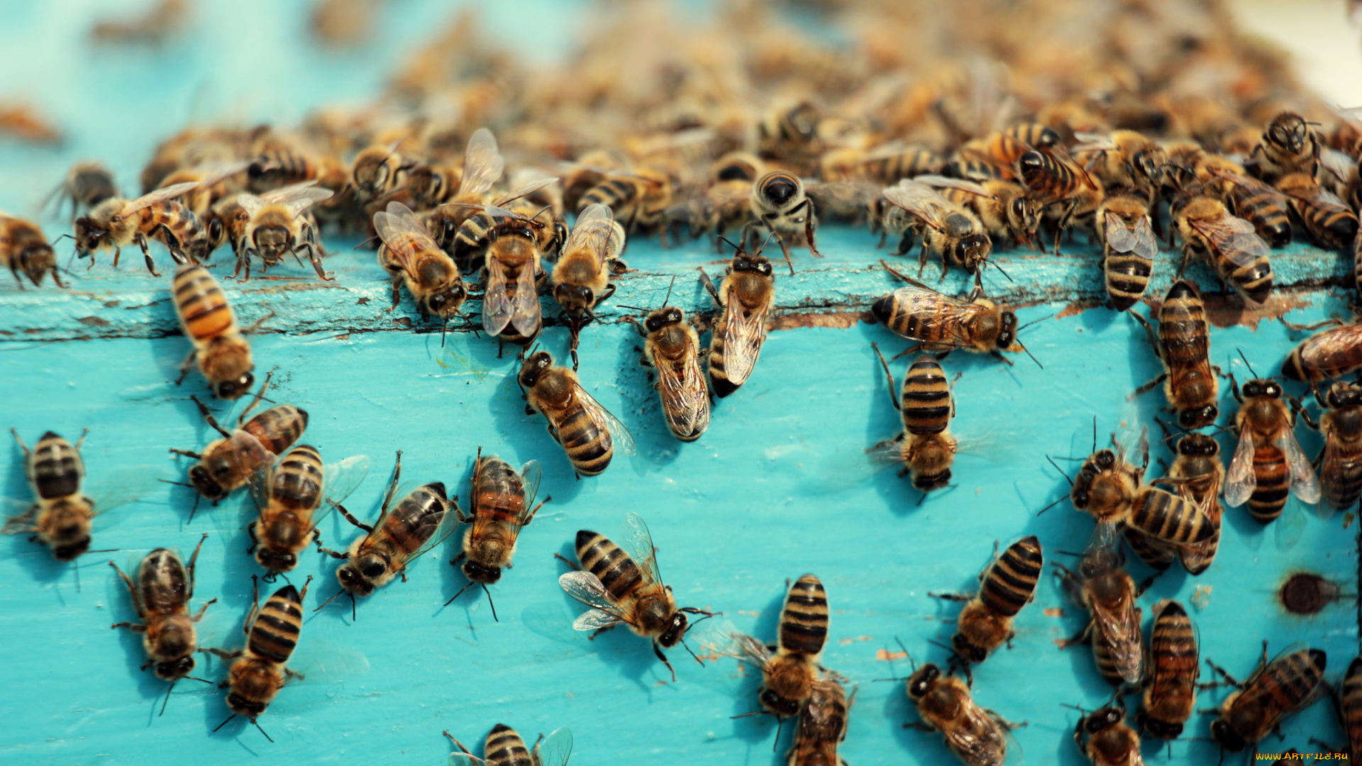 животные, пчелы, , осы, , шмели, макро, пчёлы, улей