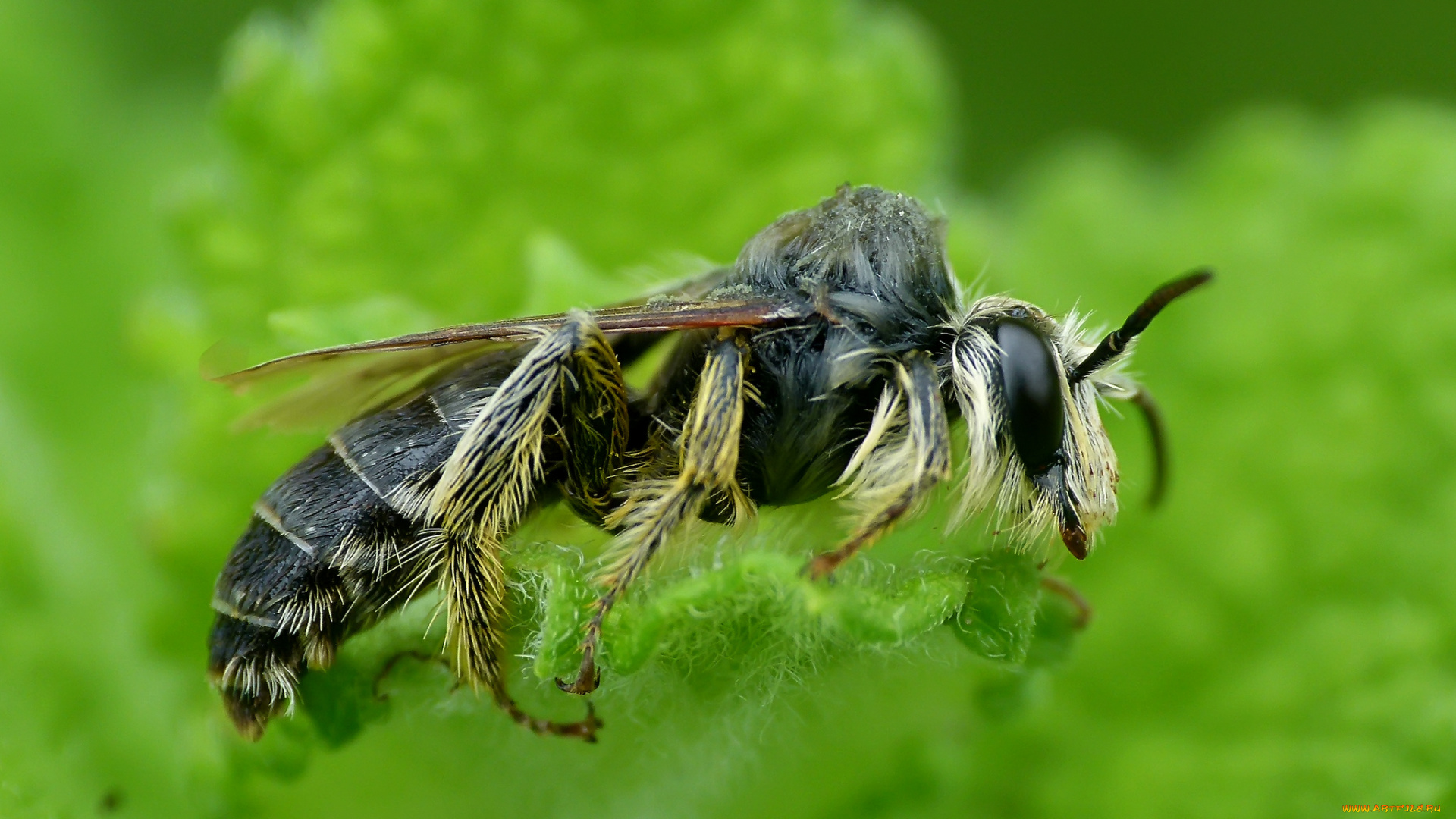 животные, пчелы, , осы, , шмели, оса