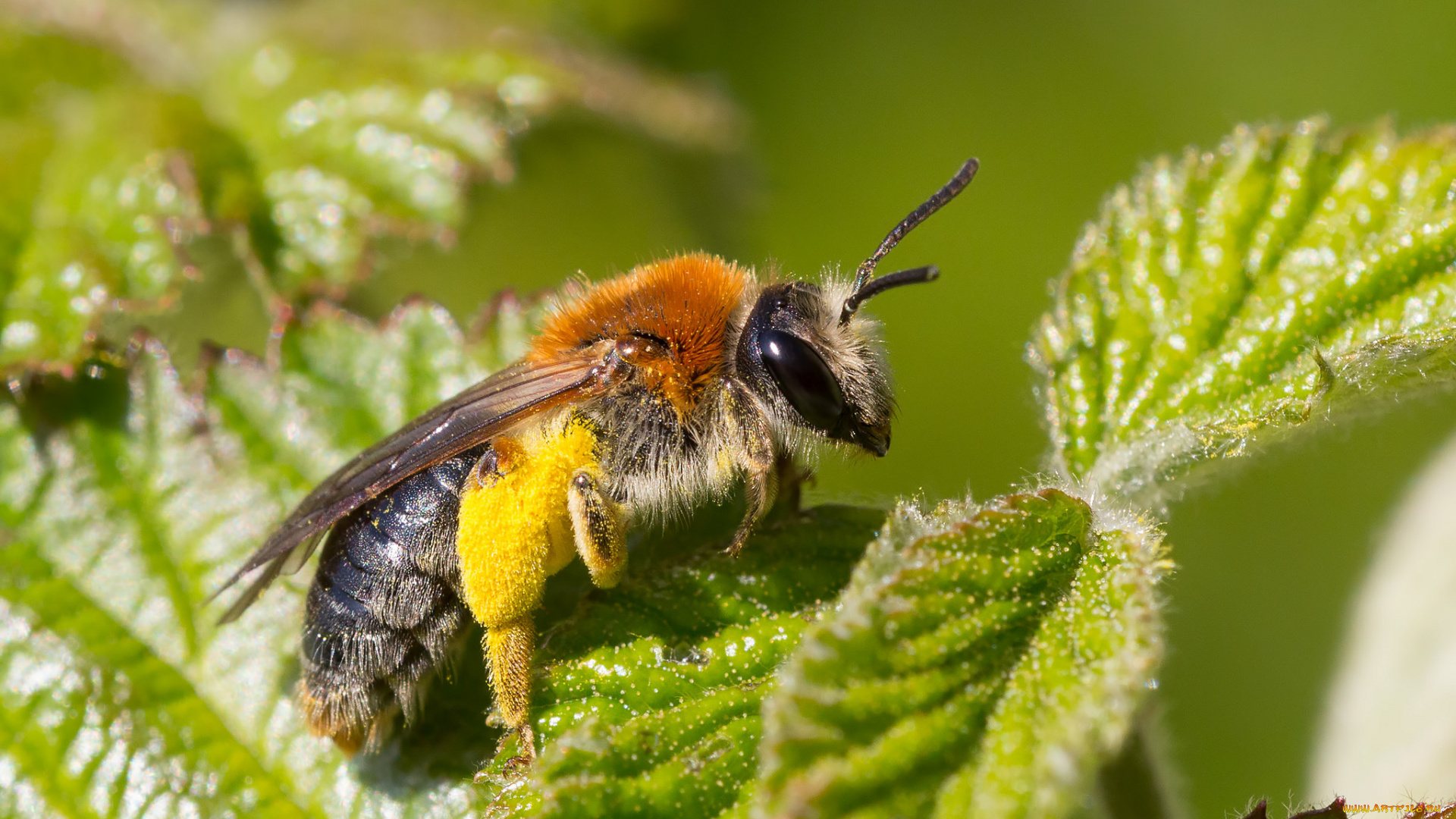 животные, пчелы, , осы, , шмели, пчела