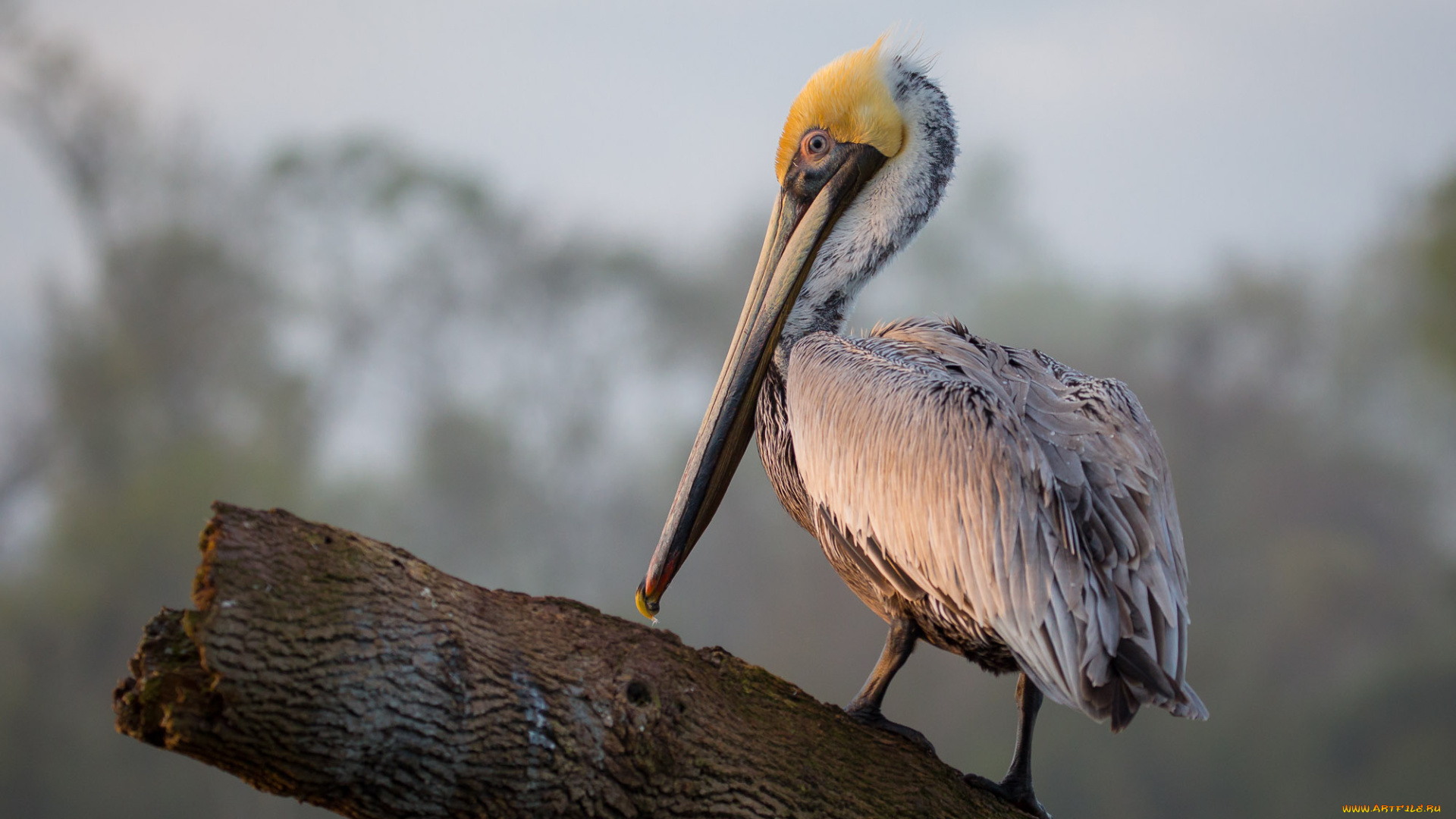 животные, пеликаны, пеликан