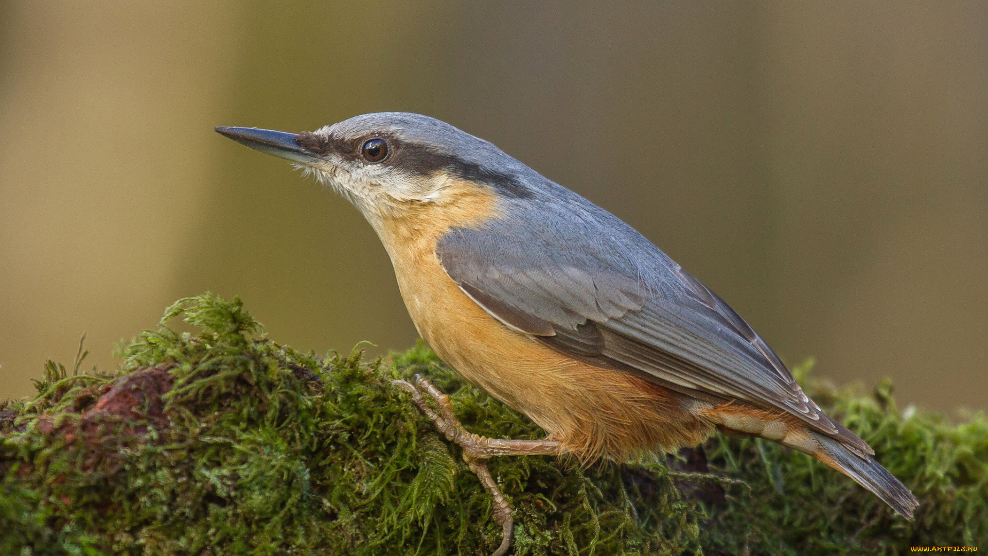 животные, поползни, поползень