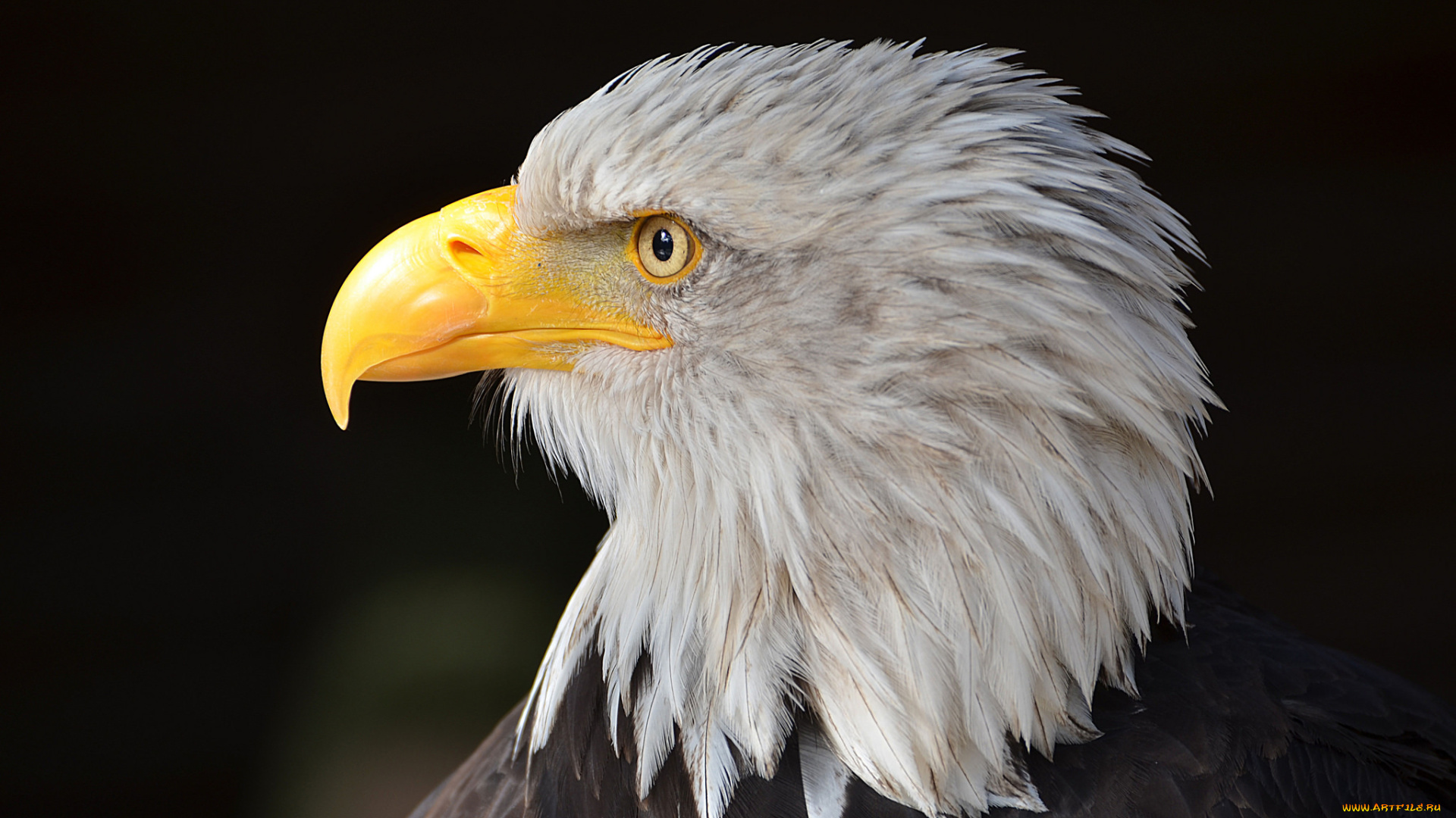 животные, птицы, -, хищники, белоголовый, орлан