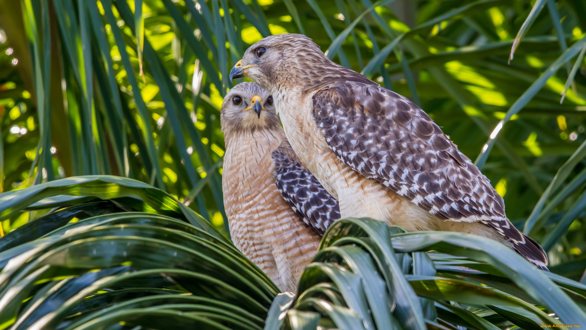 животные, птицы, -, хищники, охотники