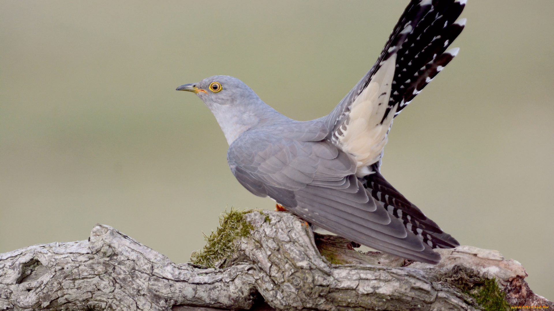 животные, птицы, кукушка
