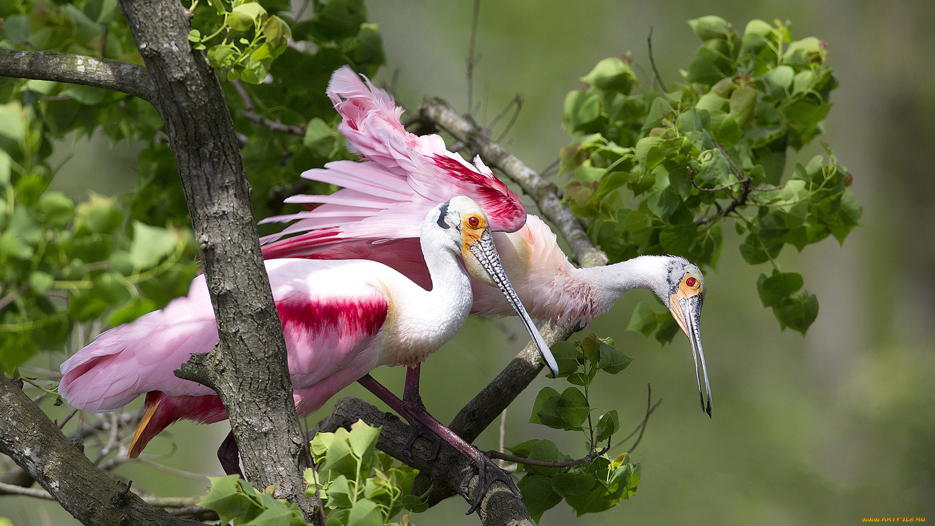 животные, птицы, птички