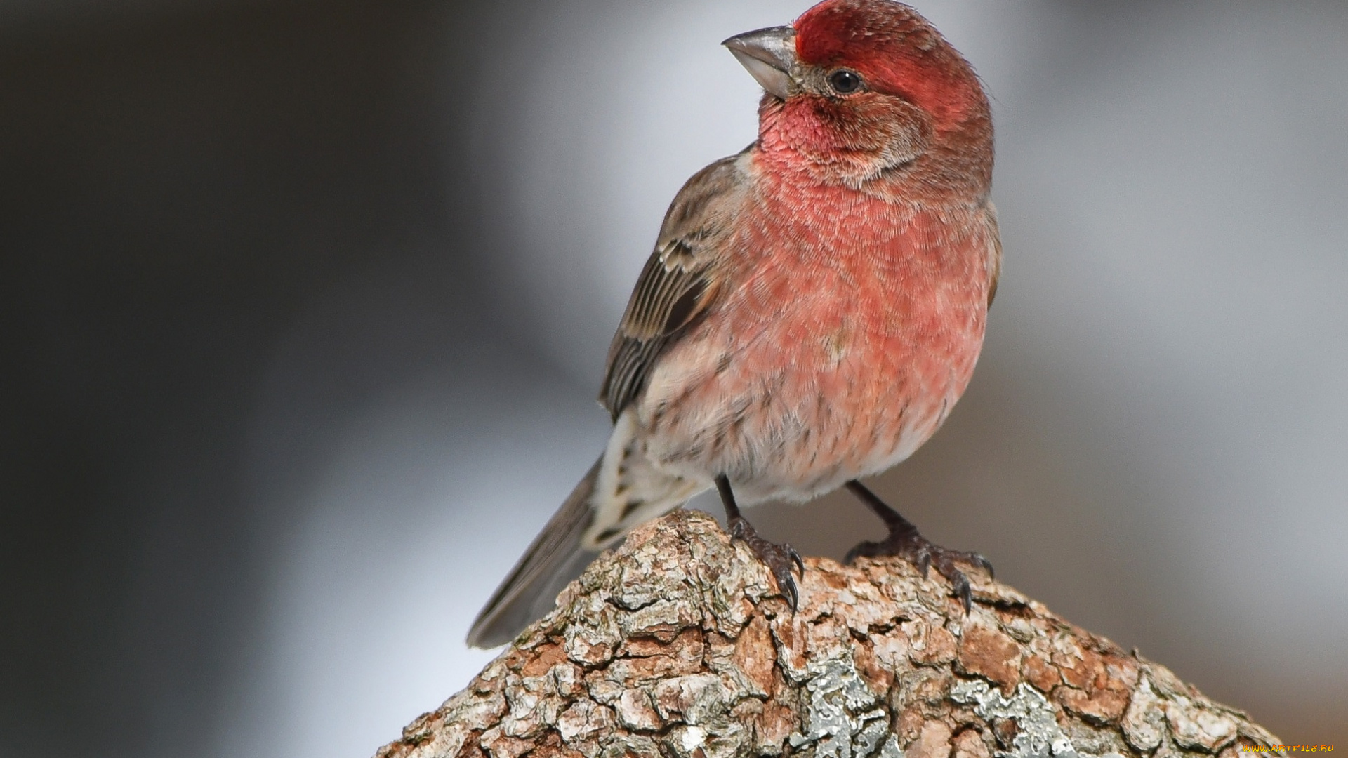 животные, птицы, ветка, птица