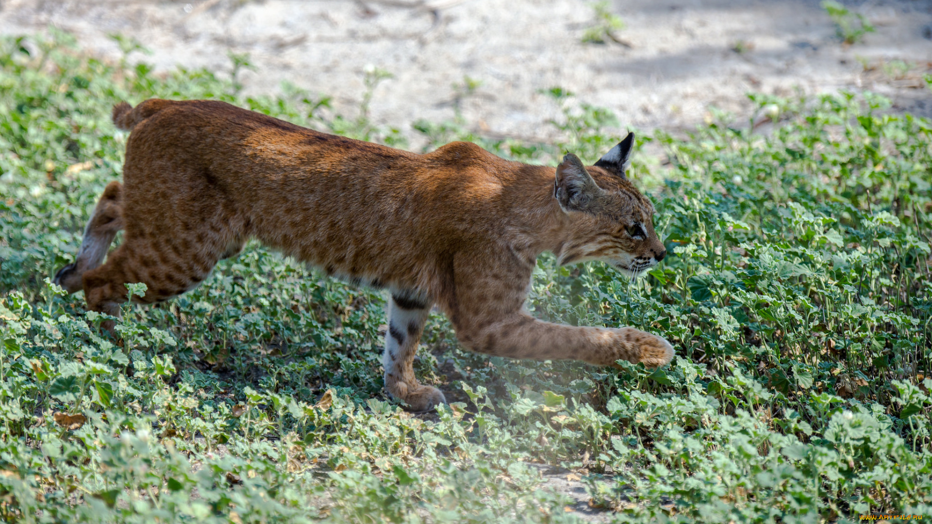 животные, рыси, рысь