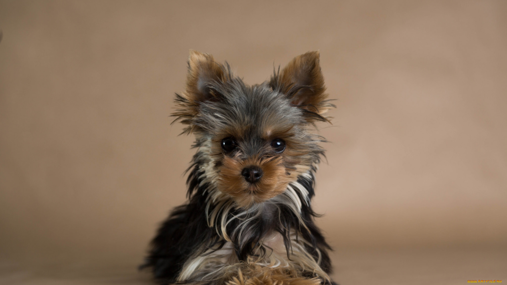 животные, собаки, собачка