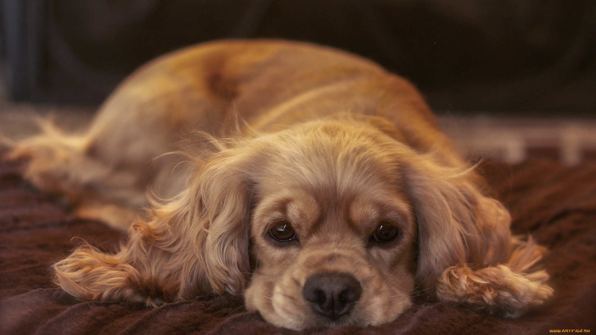 животные, собаки, собачка