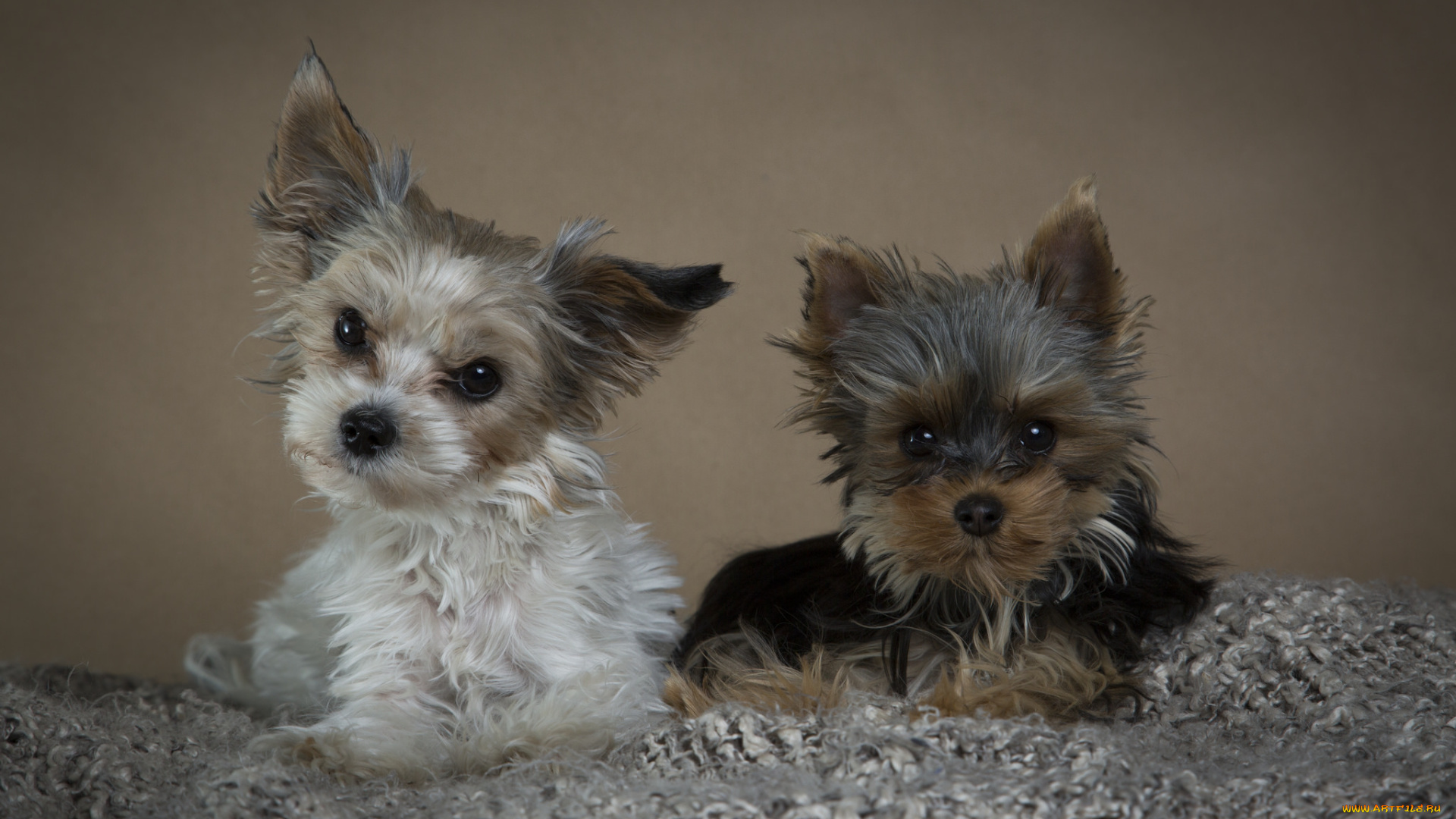 животные, собаки, собачки