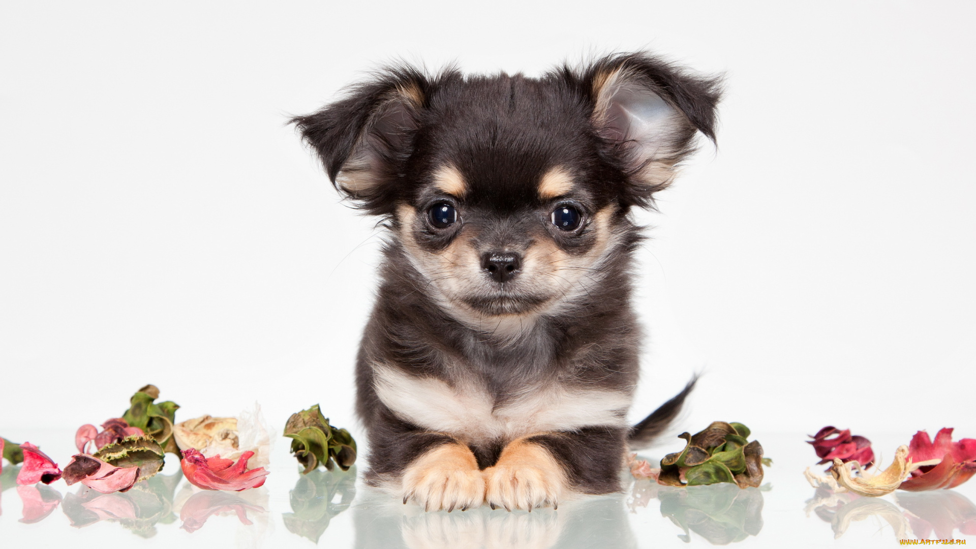 животные, собаки, собака, взгляд, друг, лепестки
