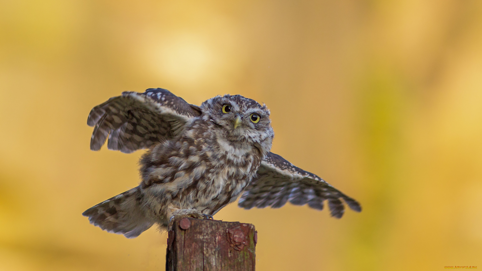 животные, совы, сова