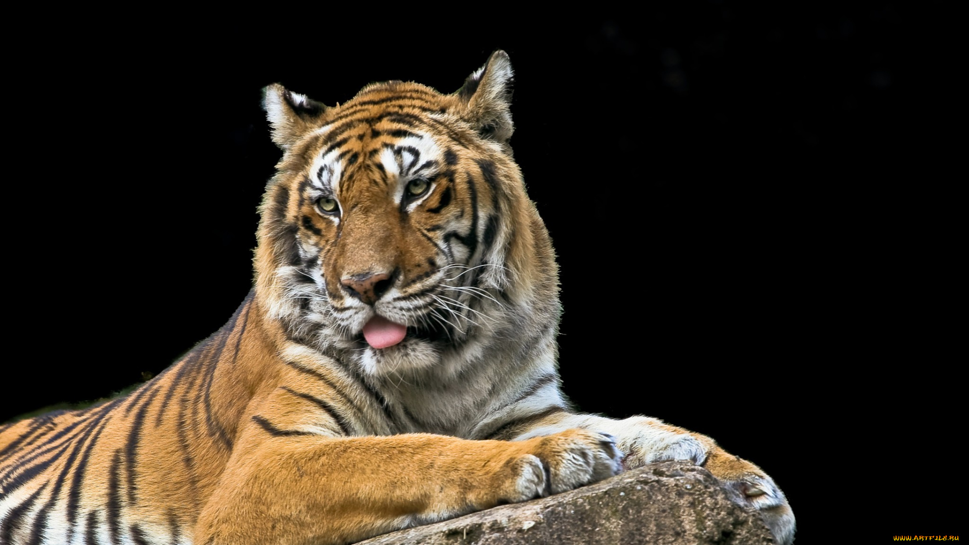 животные, тигры, тигр