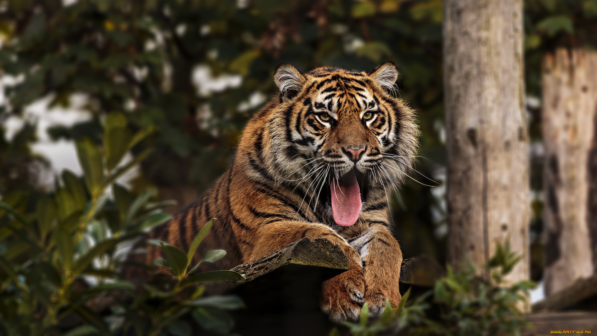 животные, тигры, тигр