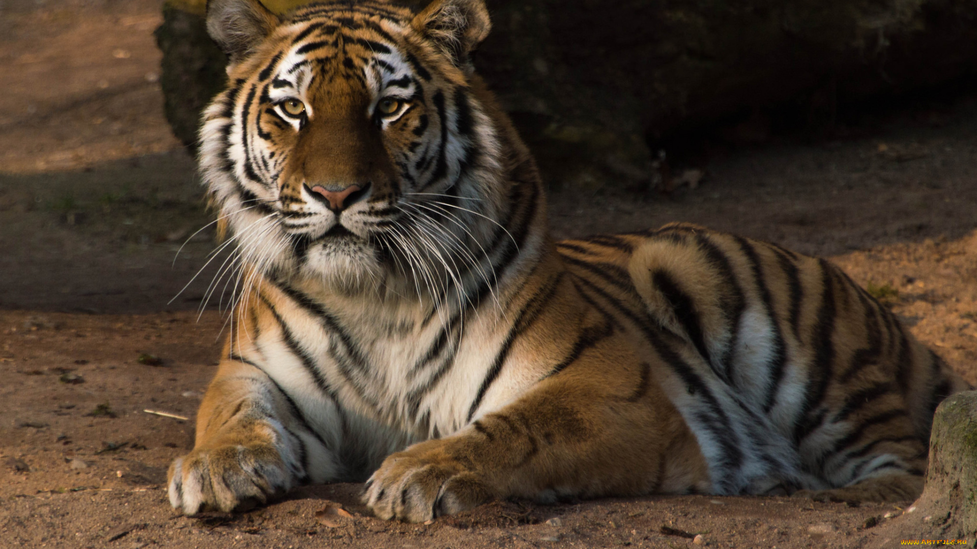 животные, тигры, тмгр