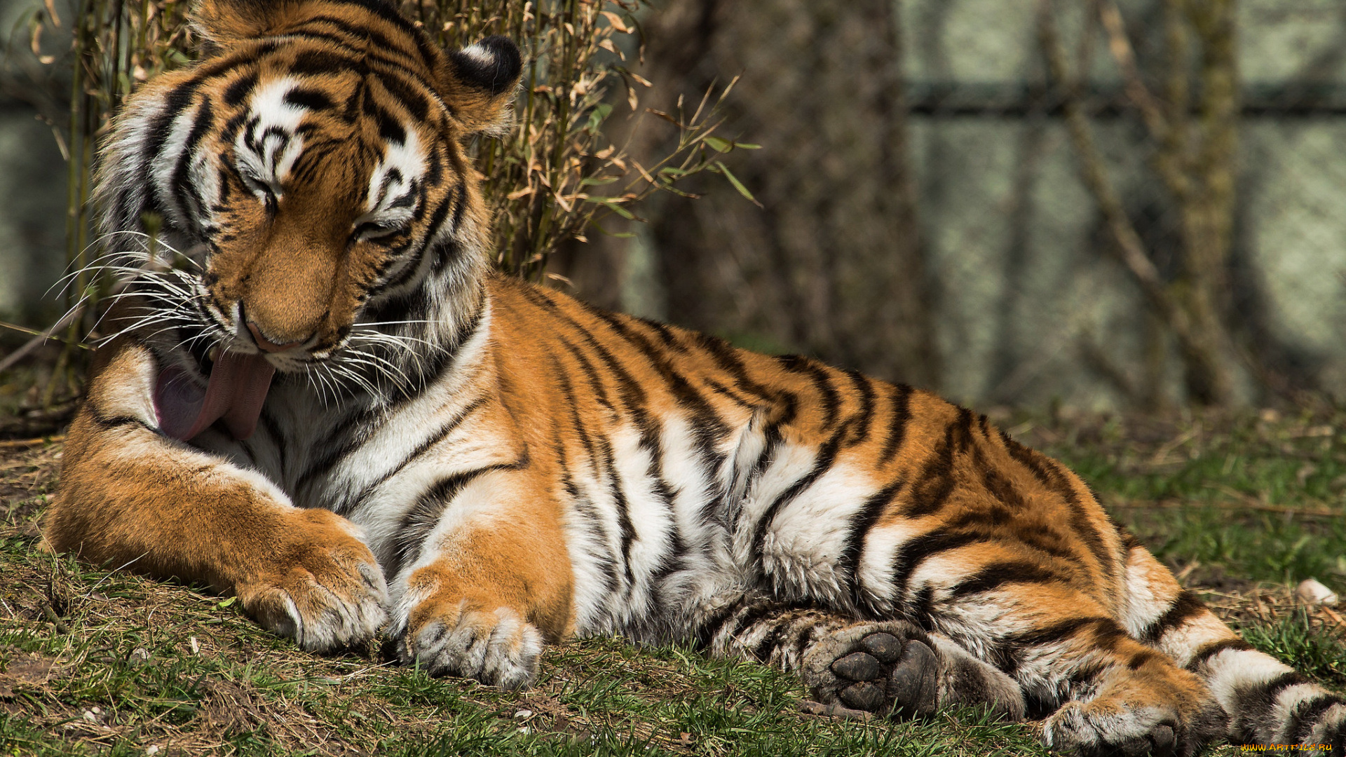 животные, тигры, тмгр