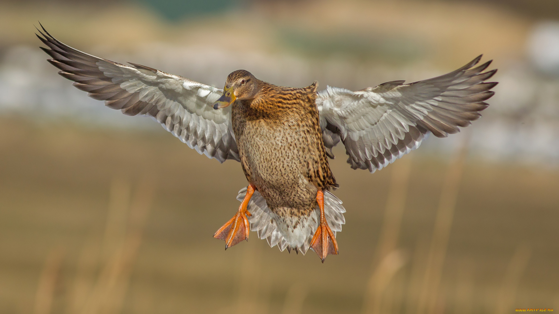 животные, утки, утка